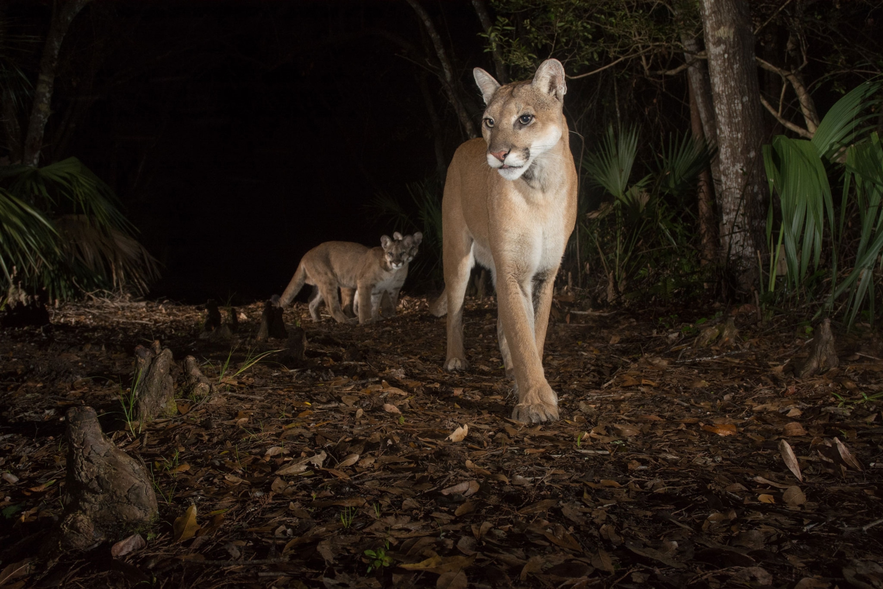 A panther and her two cubs