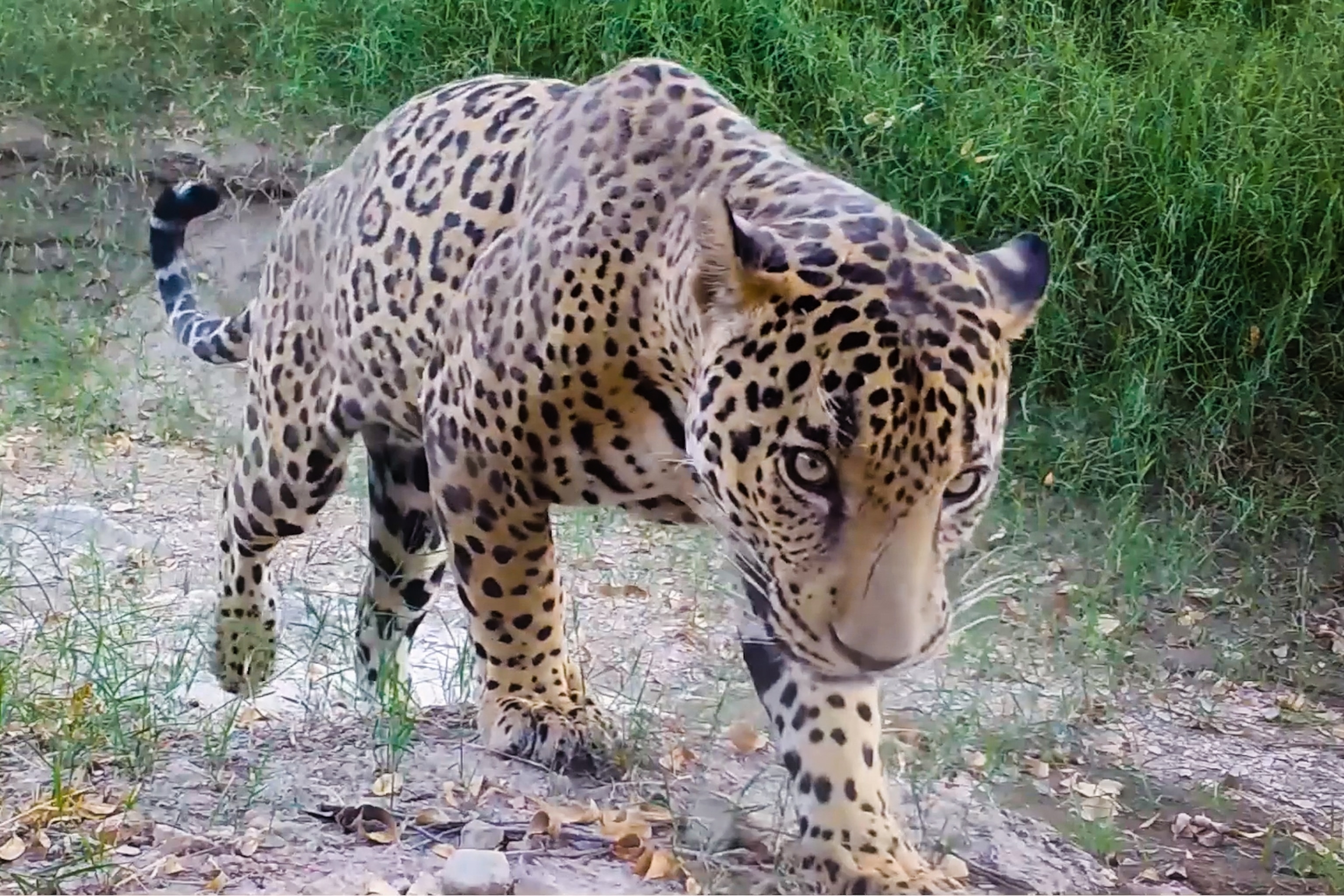 Picture of a jaguar walking towards the camera.