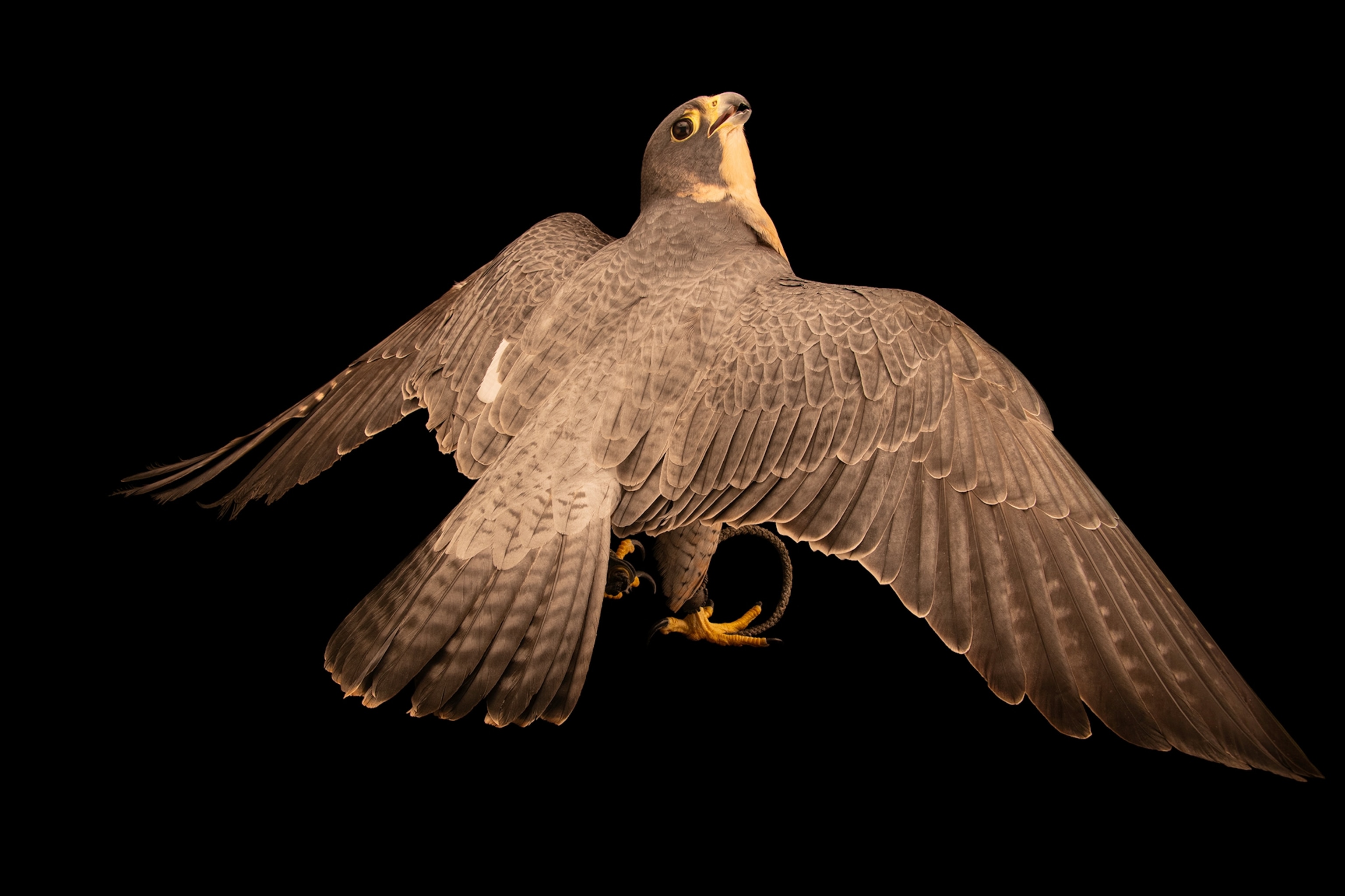 A peregrine falcon, Falco peregrinus anatum, at Liberty Wildlife.