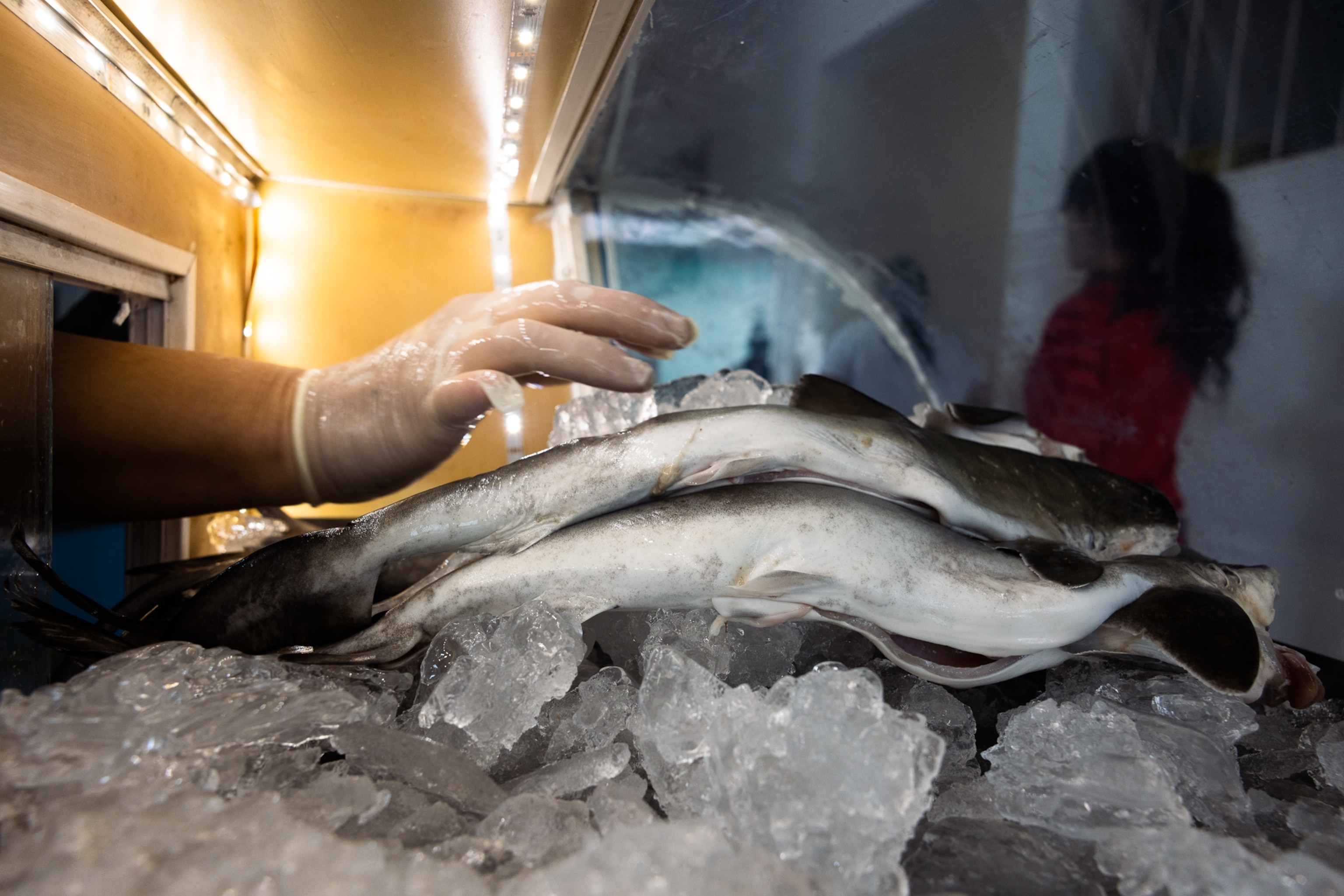 hand with rubber glove reaching to grab fish on ice in a display case