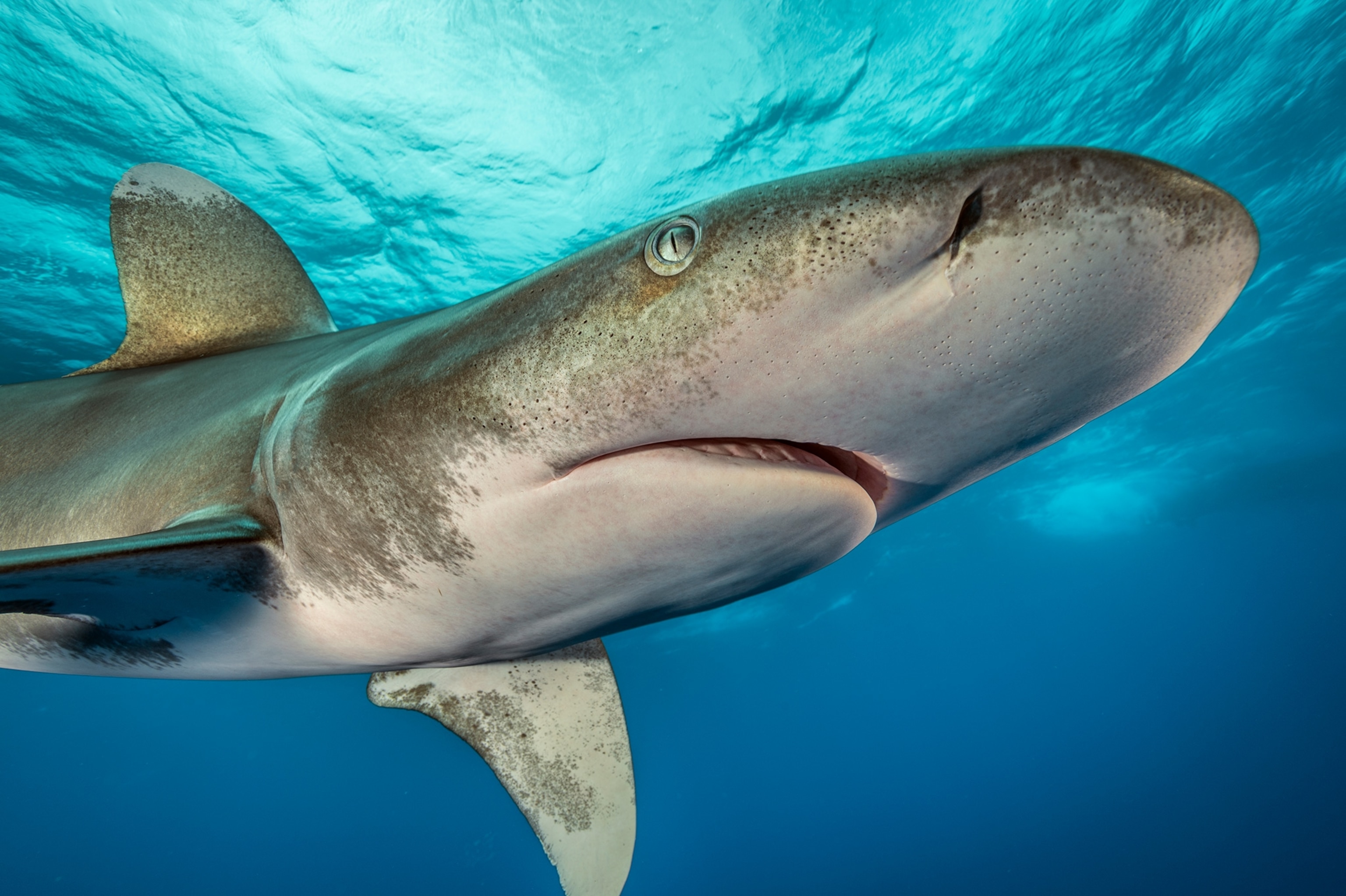 a oceanic whitetip shark