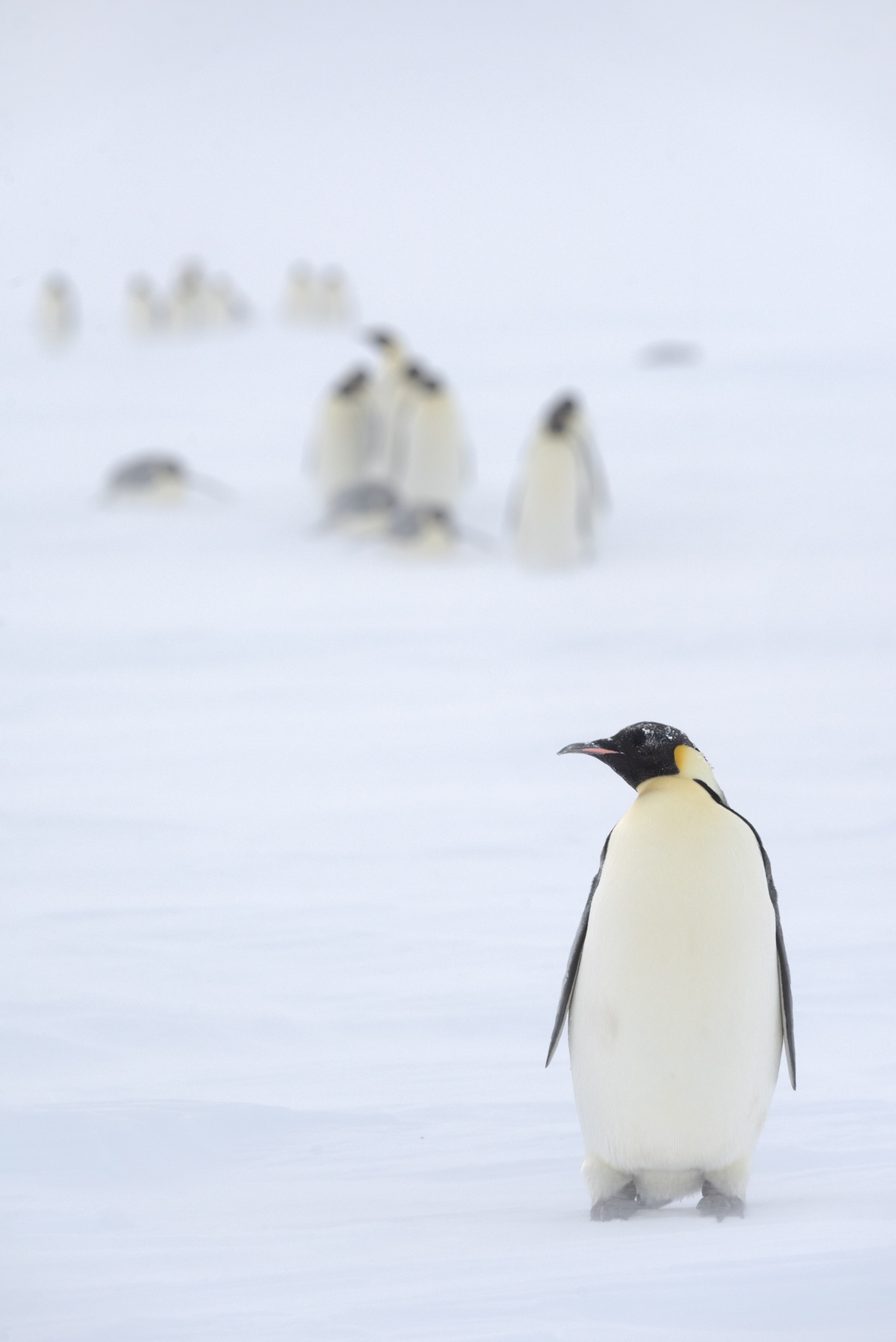 penguins standing in snow.