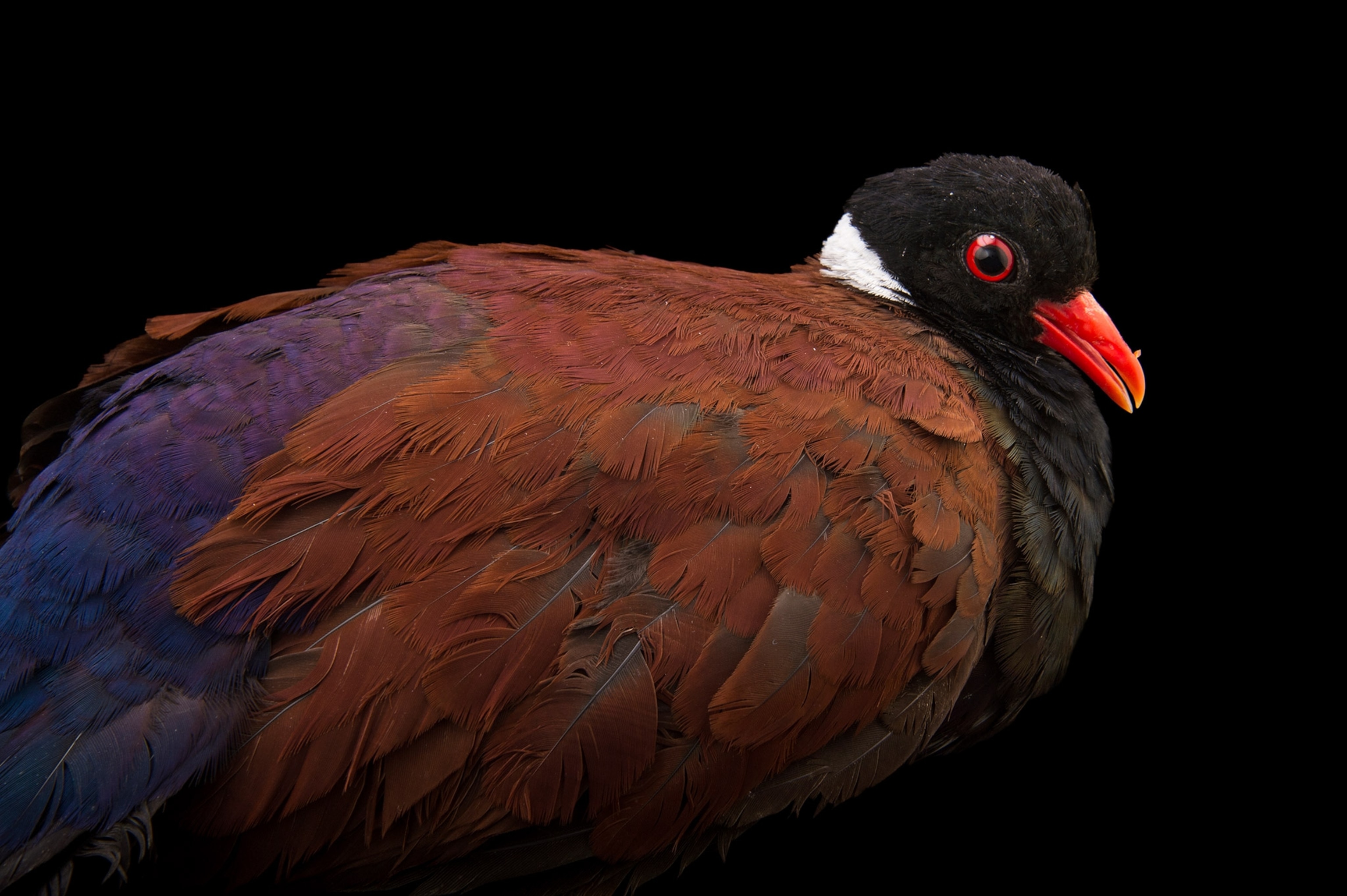 Studio photograph of a A white-naped pheasant pigeon