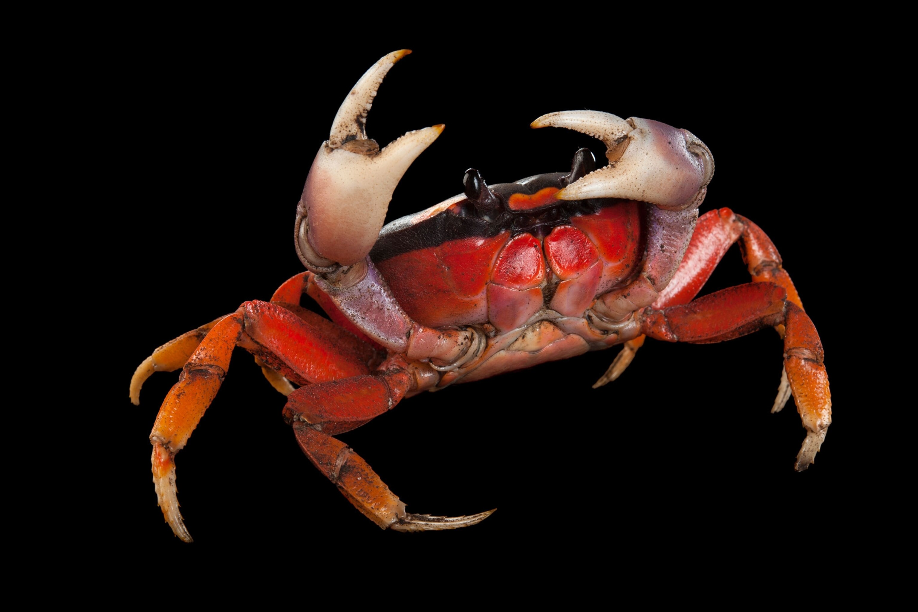 a halloween crab