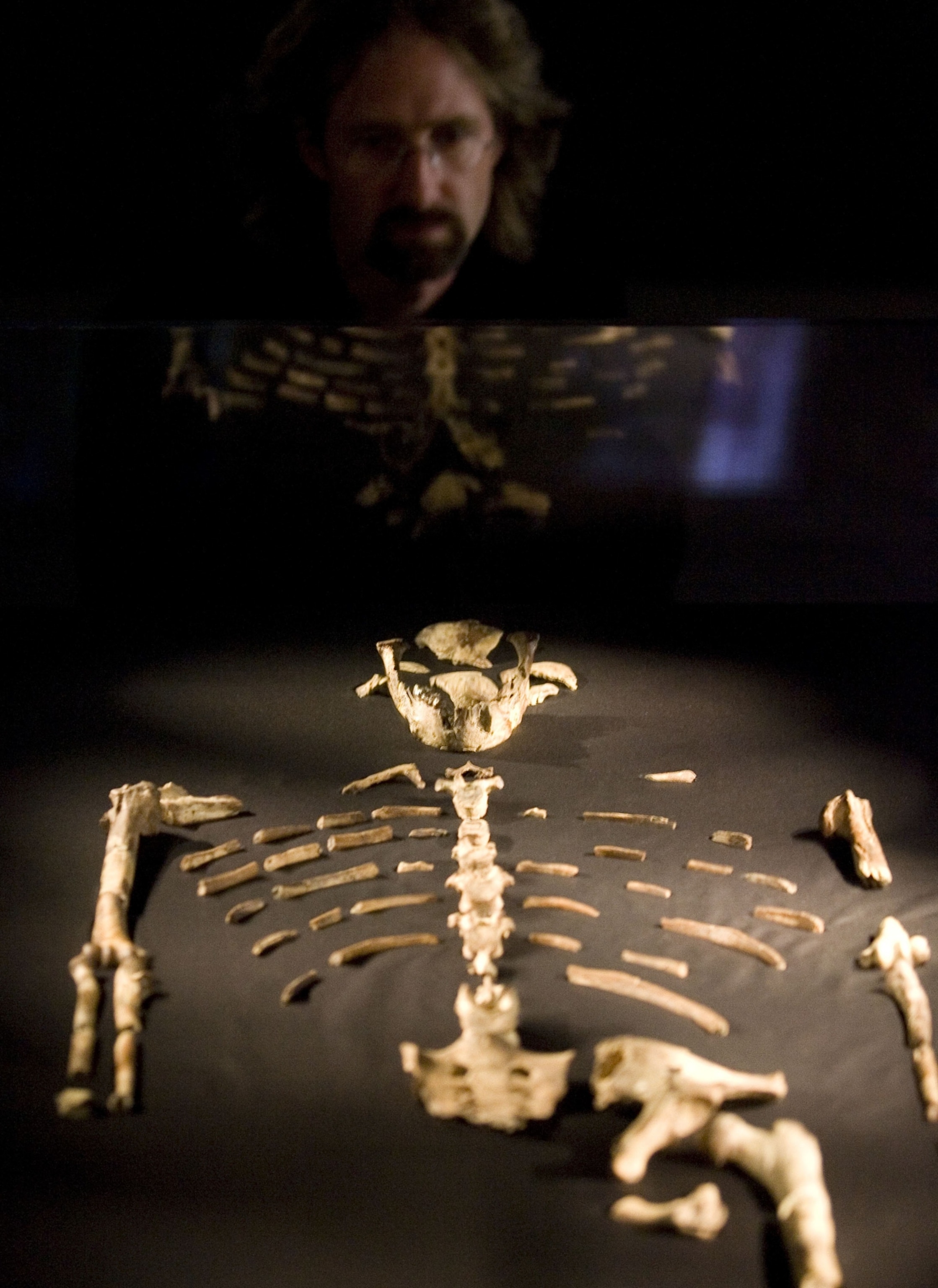 Fossilized bones displayed in anatomical position atop a black cloth in a glass case. A man's reflection can be seen in the glass as he examines the bones.
