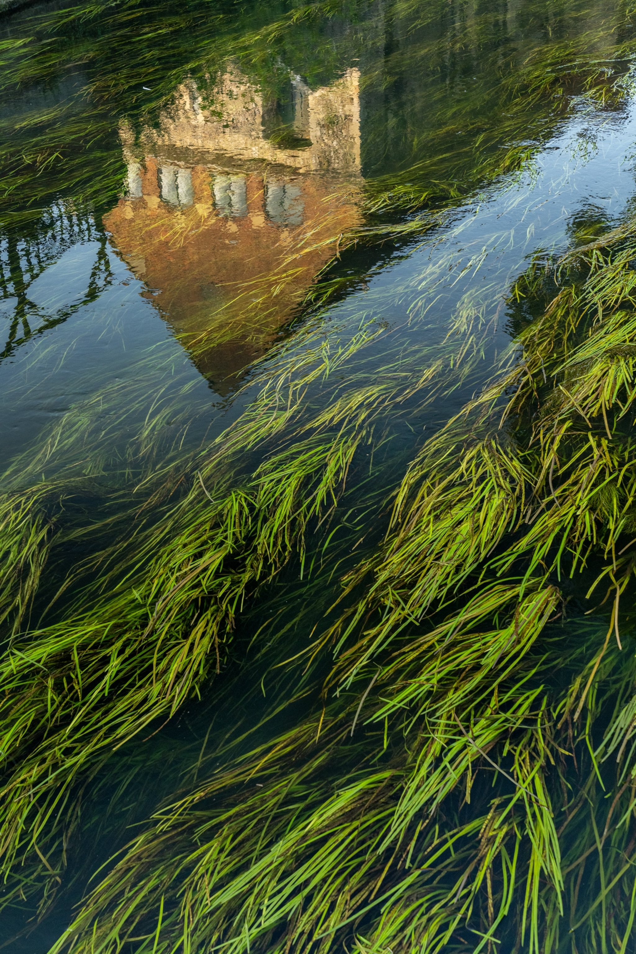 Picture of stream with green growth and a building reflected in the water.