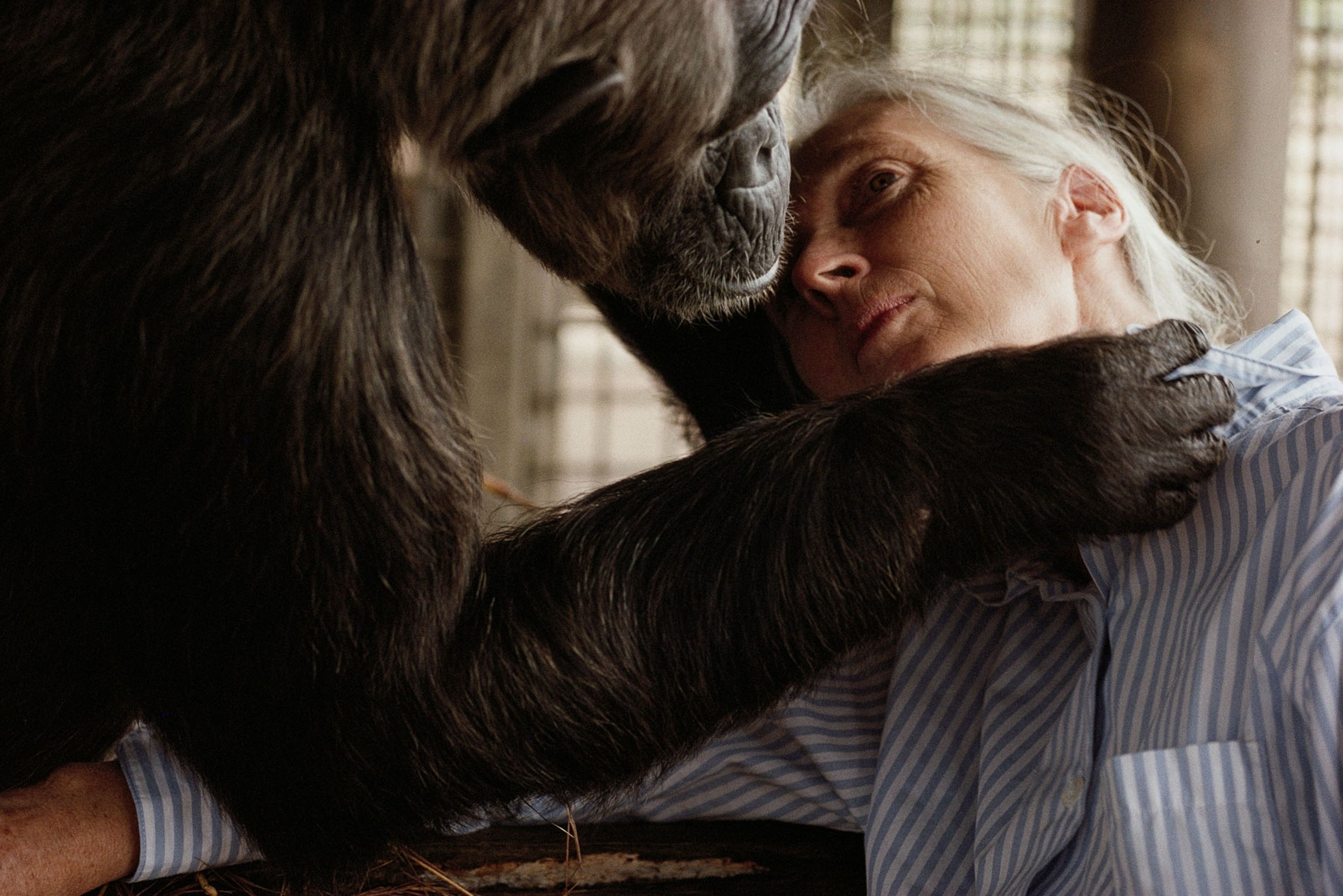a chimpanzee hugging Jane Goodall