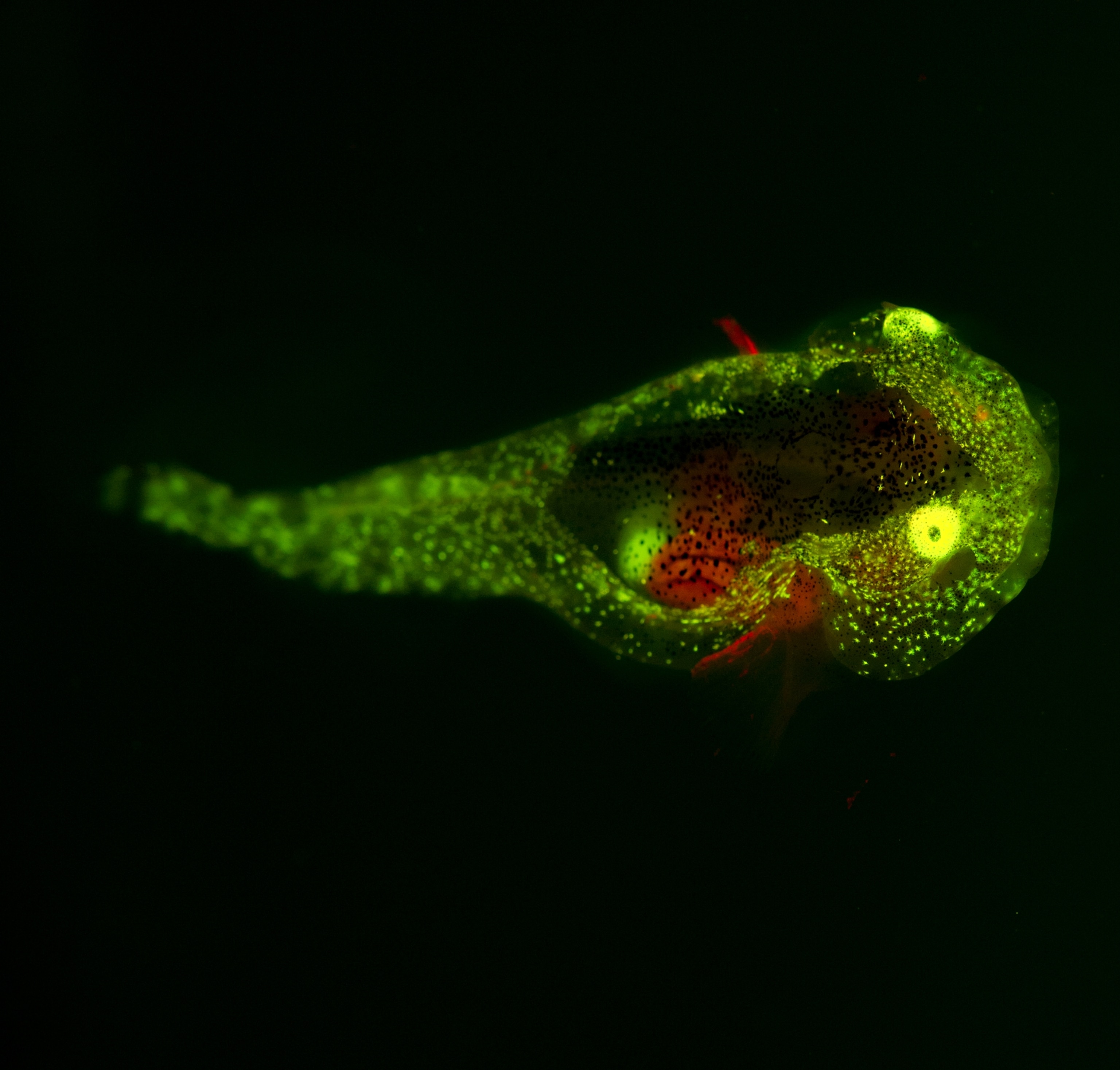 Sea creature glows as it swims through dark water