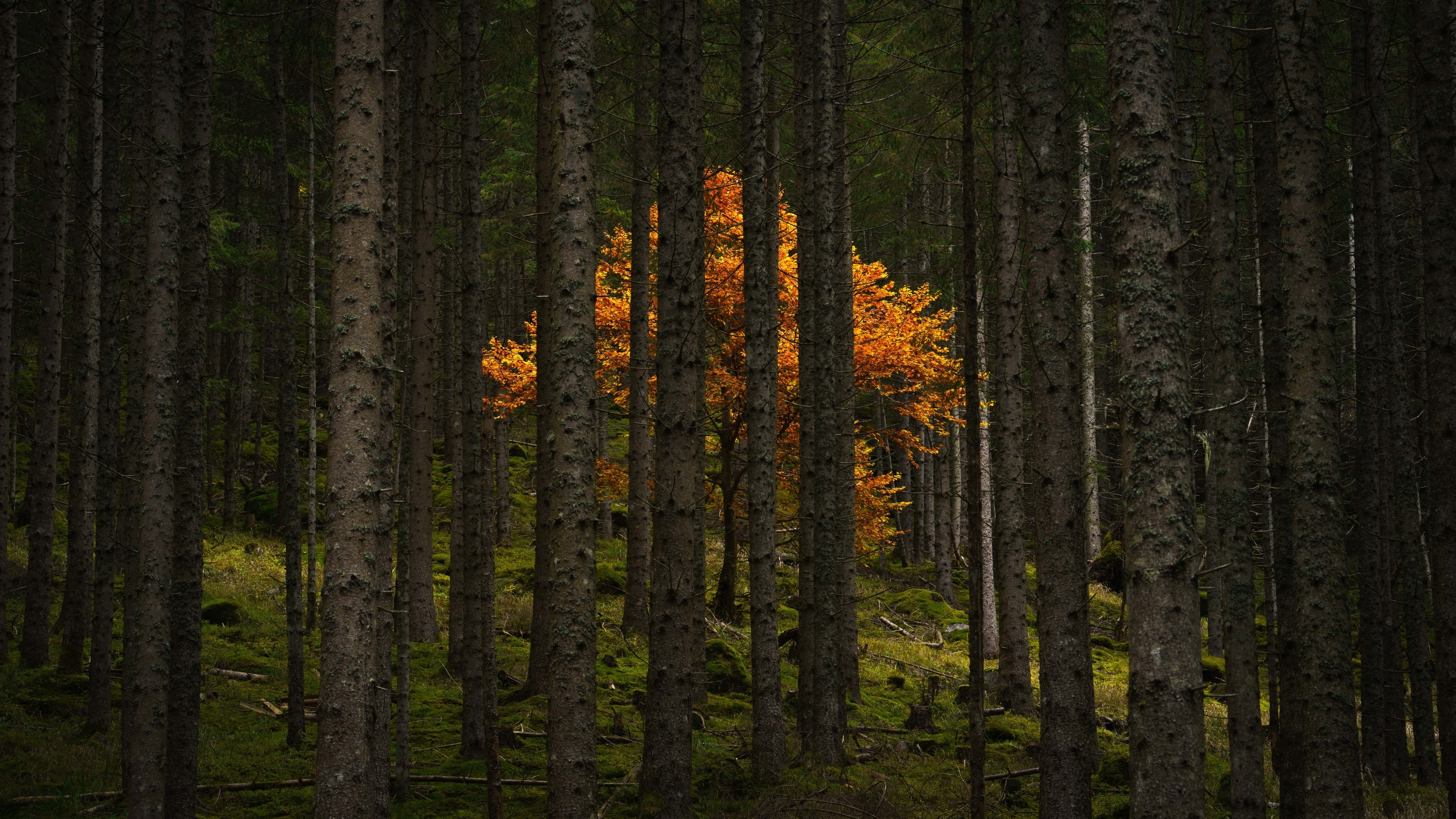 A golden tree sits behind green trees in the forest of the Austrian Alps