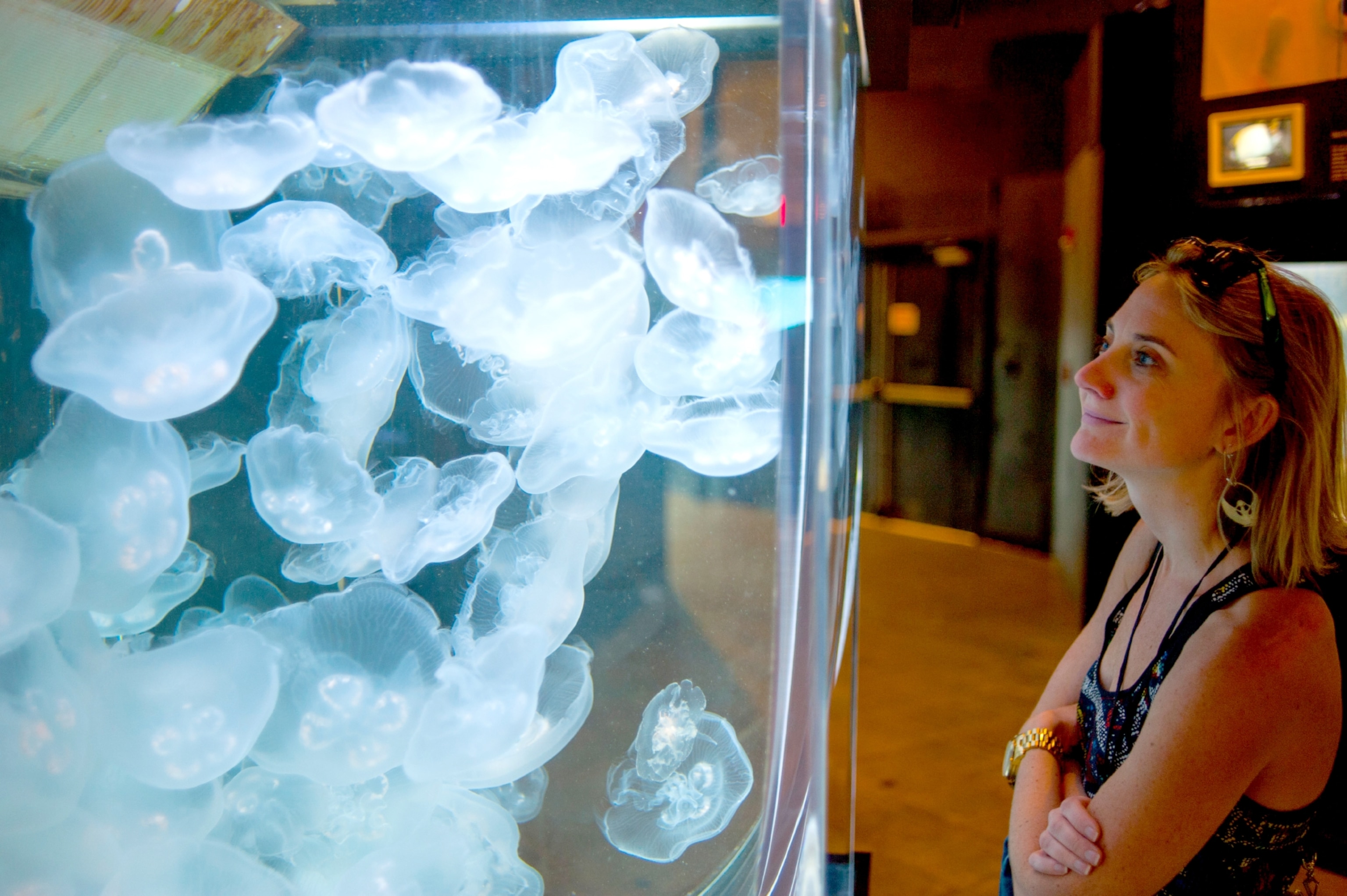 aquarium woman visitor looking at moon jellies jellyfish