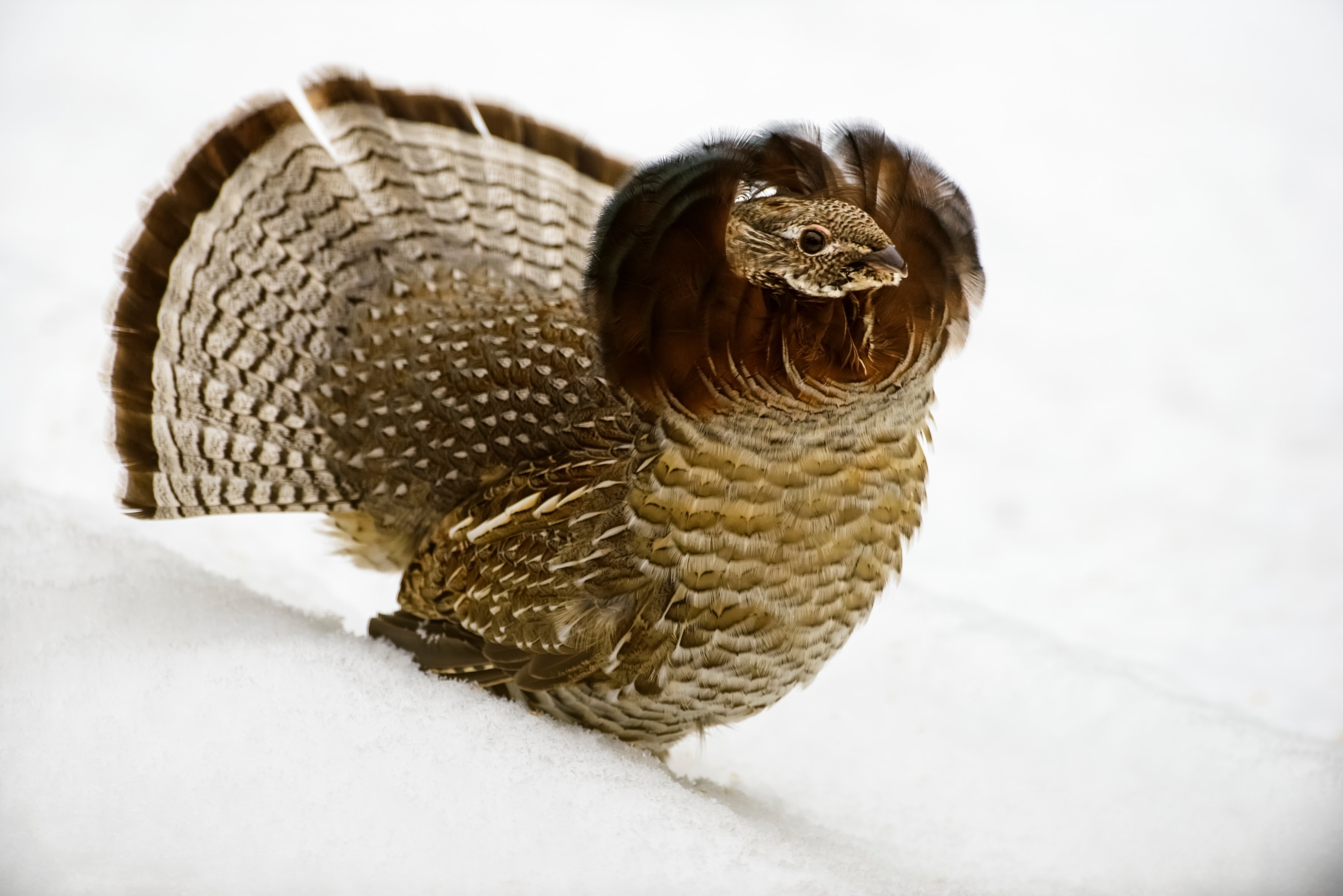 a ruffed grouse in the snow with its feathers spread out