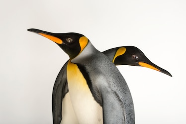 two penguins one facing each direction