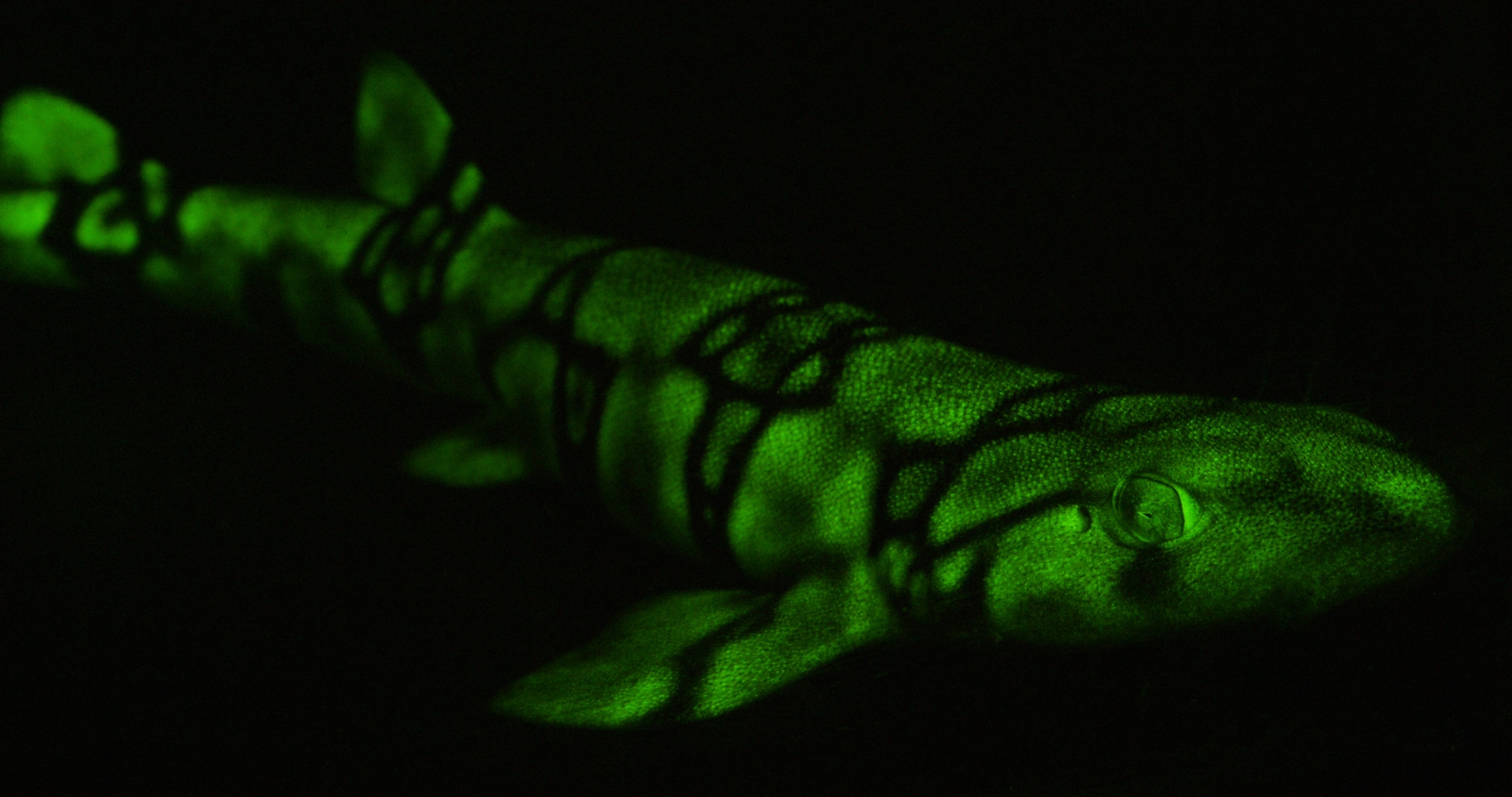 Shark glows in the the dark waters