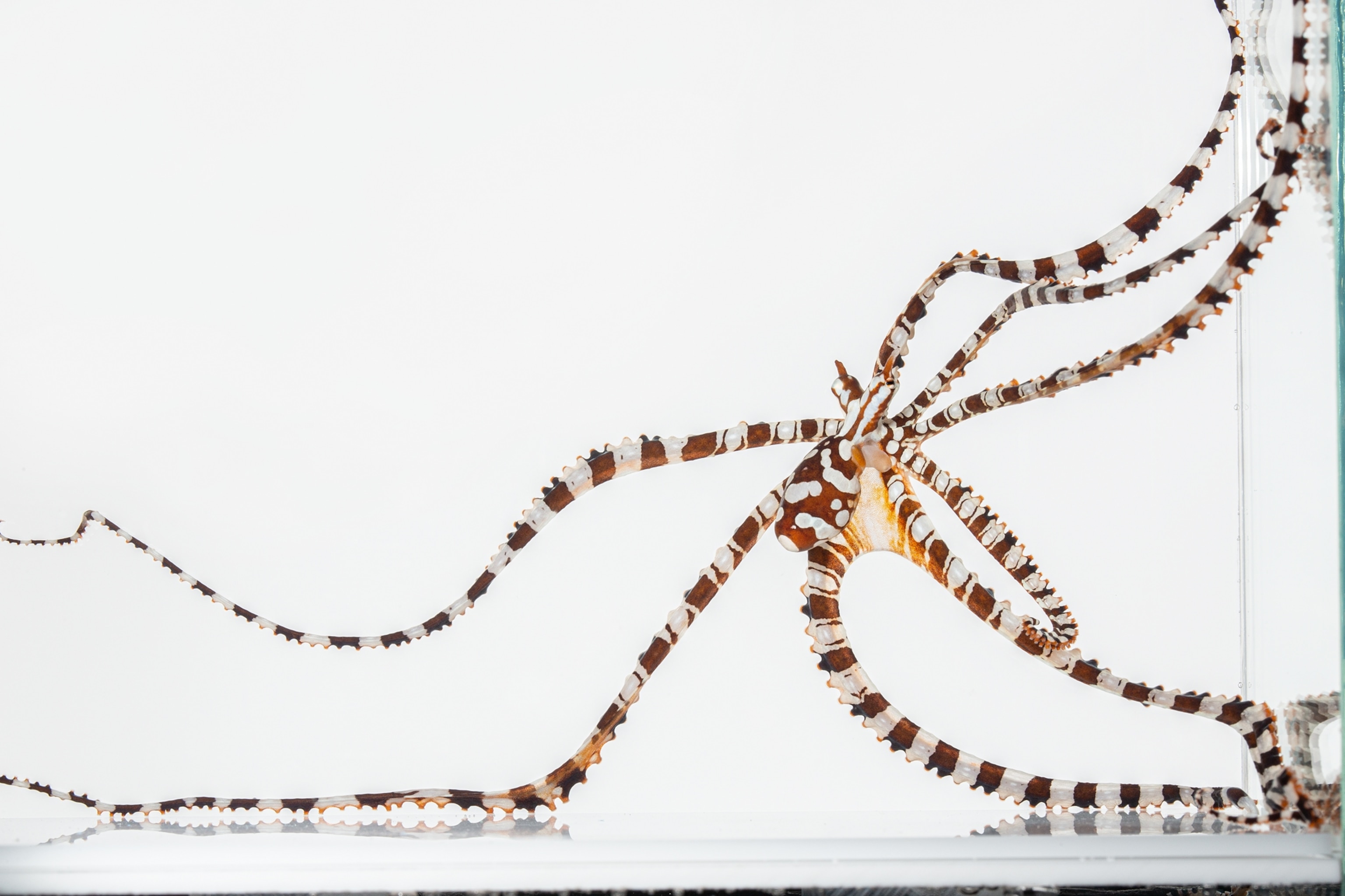 Octopus looking like a spider.