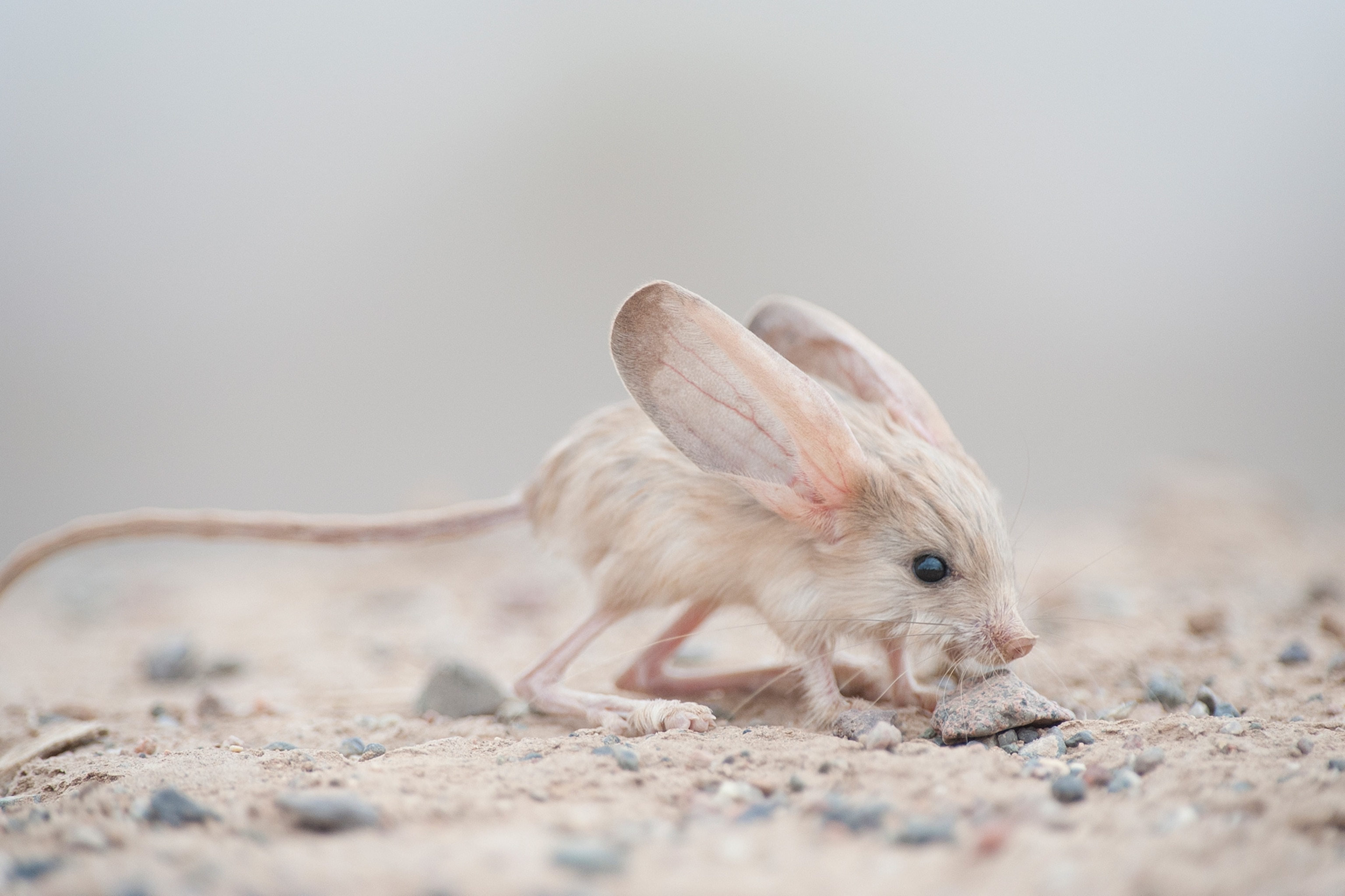 a long-eared jerboa