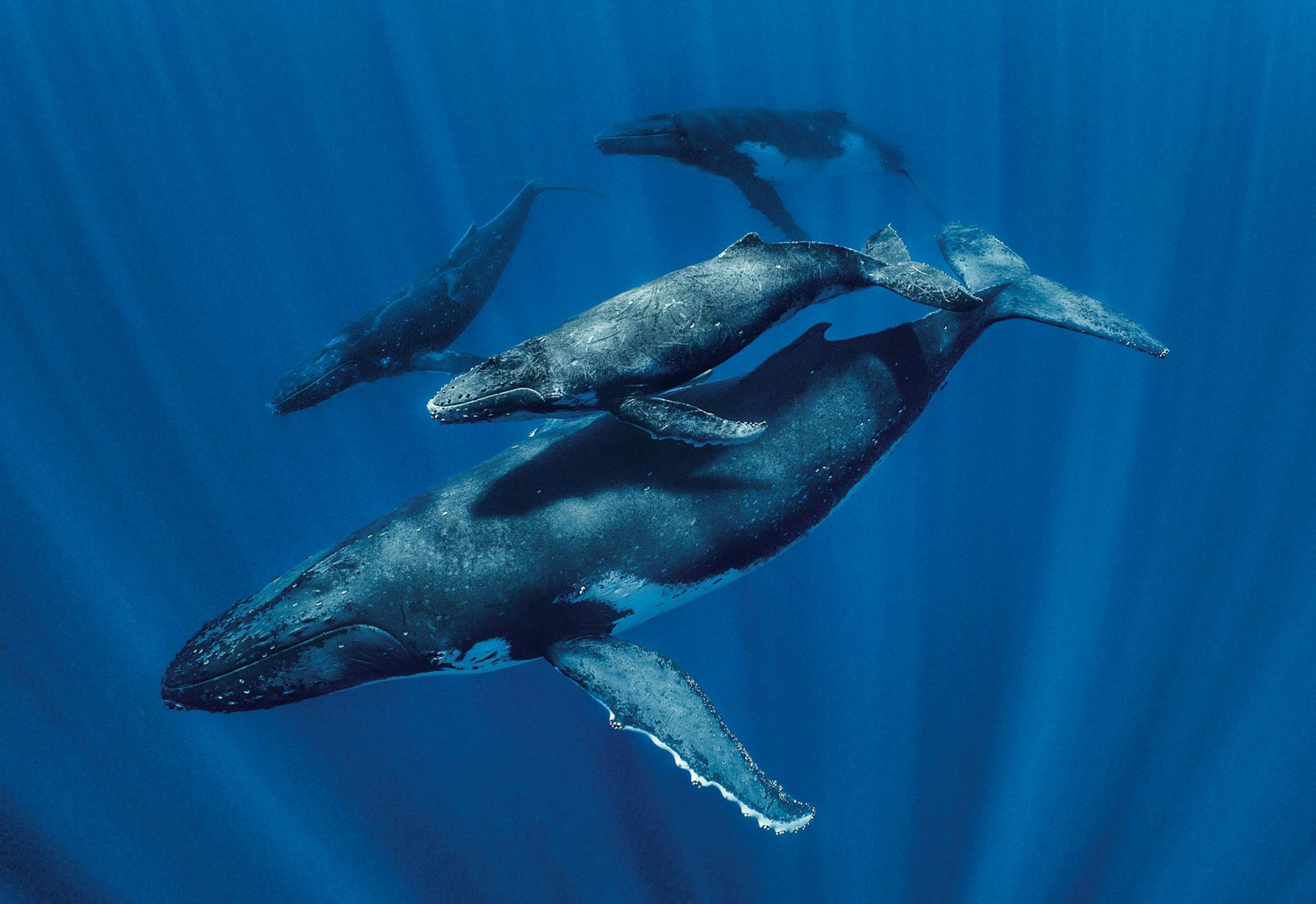 A humpback cow and calf are joined by two males in the ocean