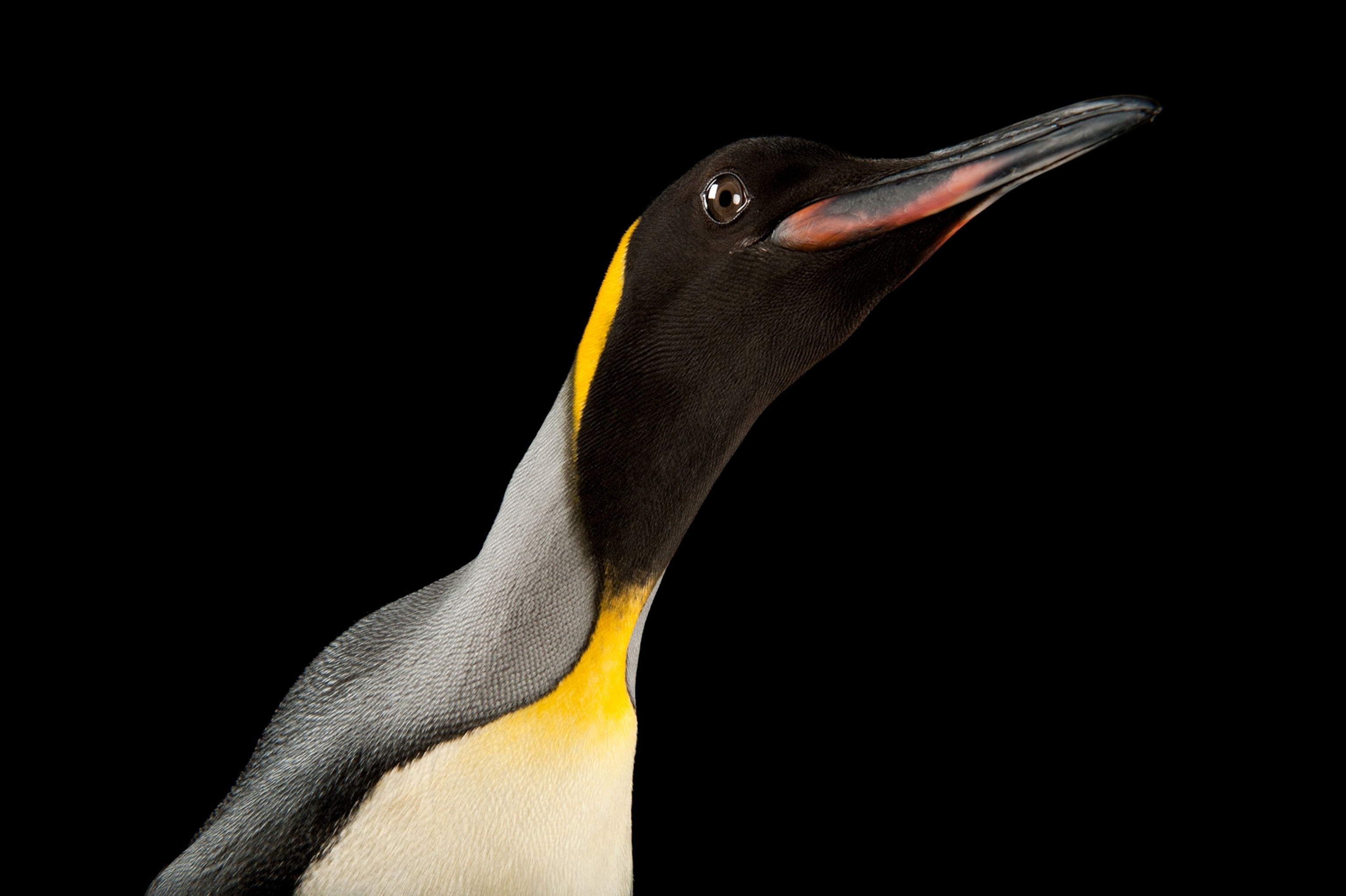 a penguin