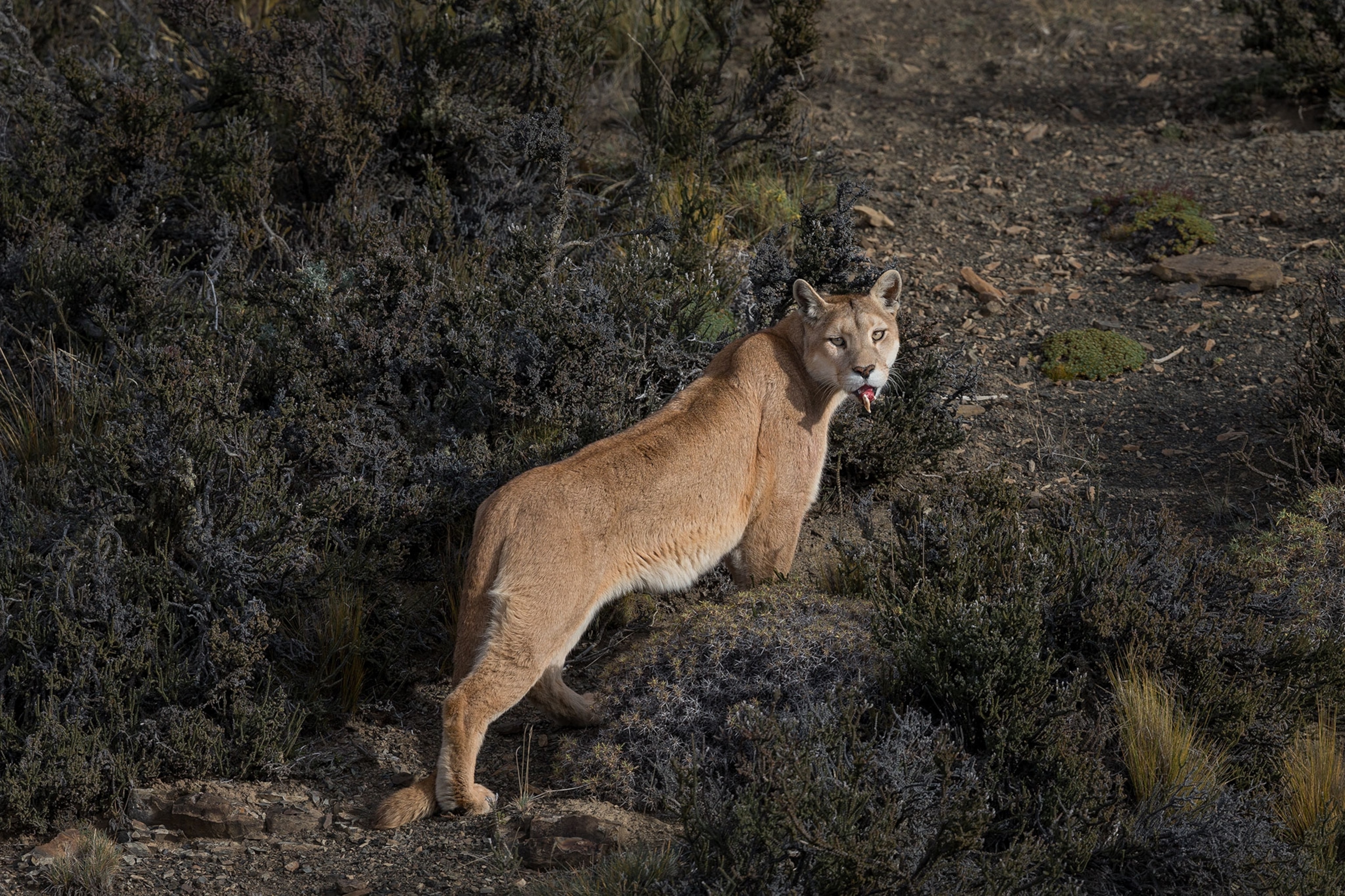 a wounded puma