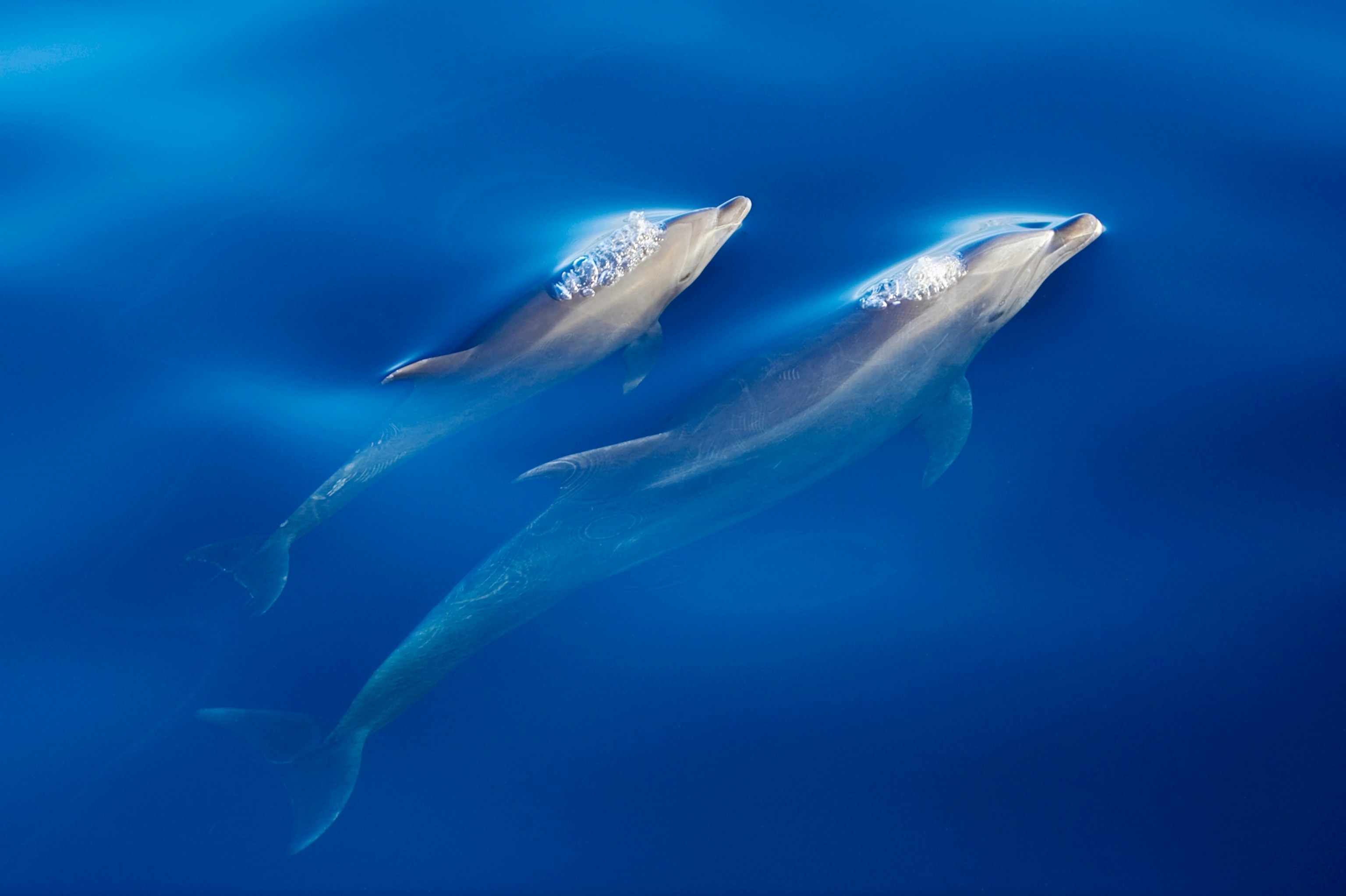 Bottlenose dolphins, Tusiops truncatus, in the Sea of Cortez.