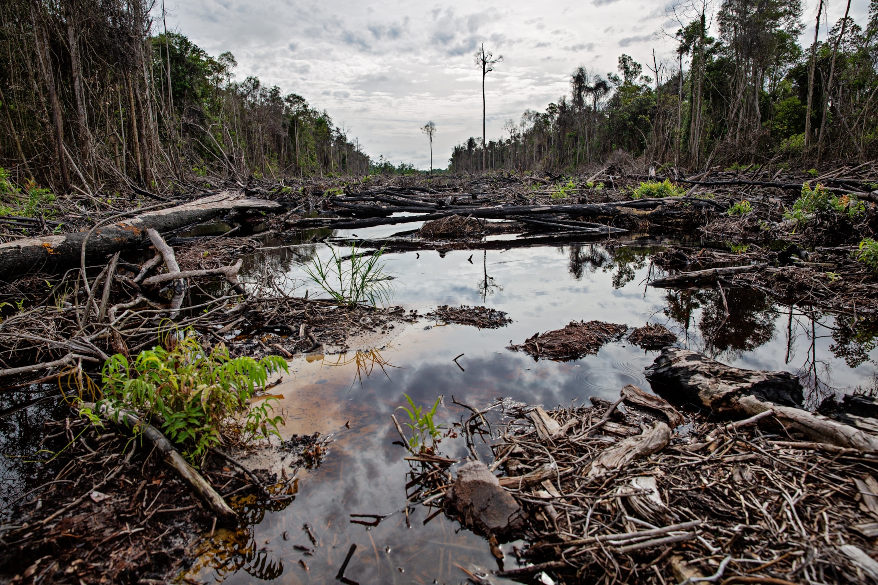 part of the forest growing on peatland burned to clear the land for oil palms