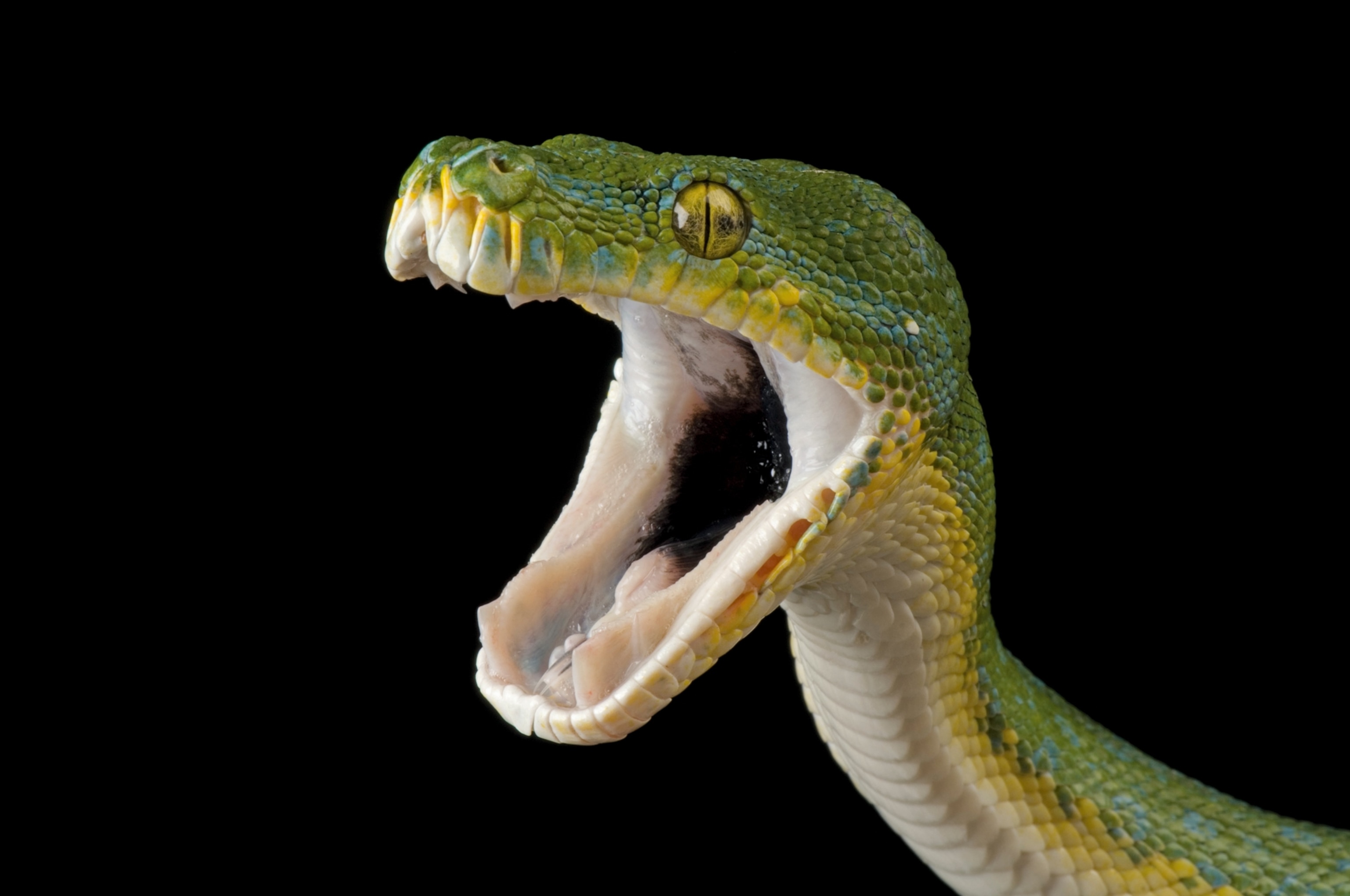 a green tree python