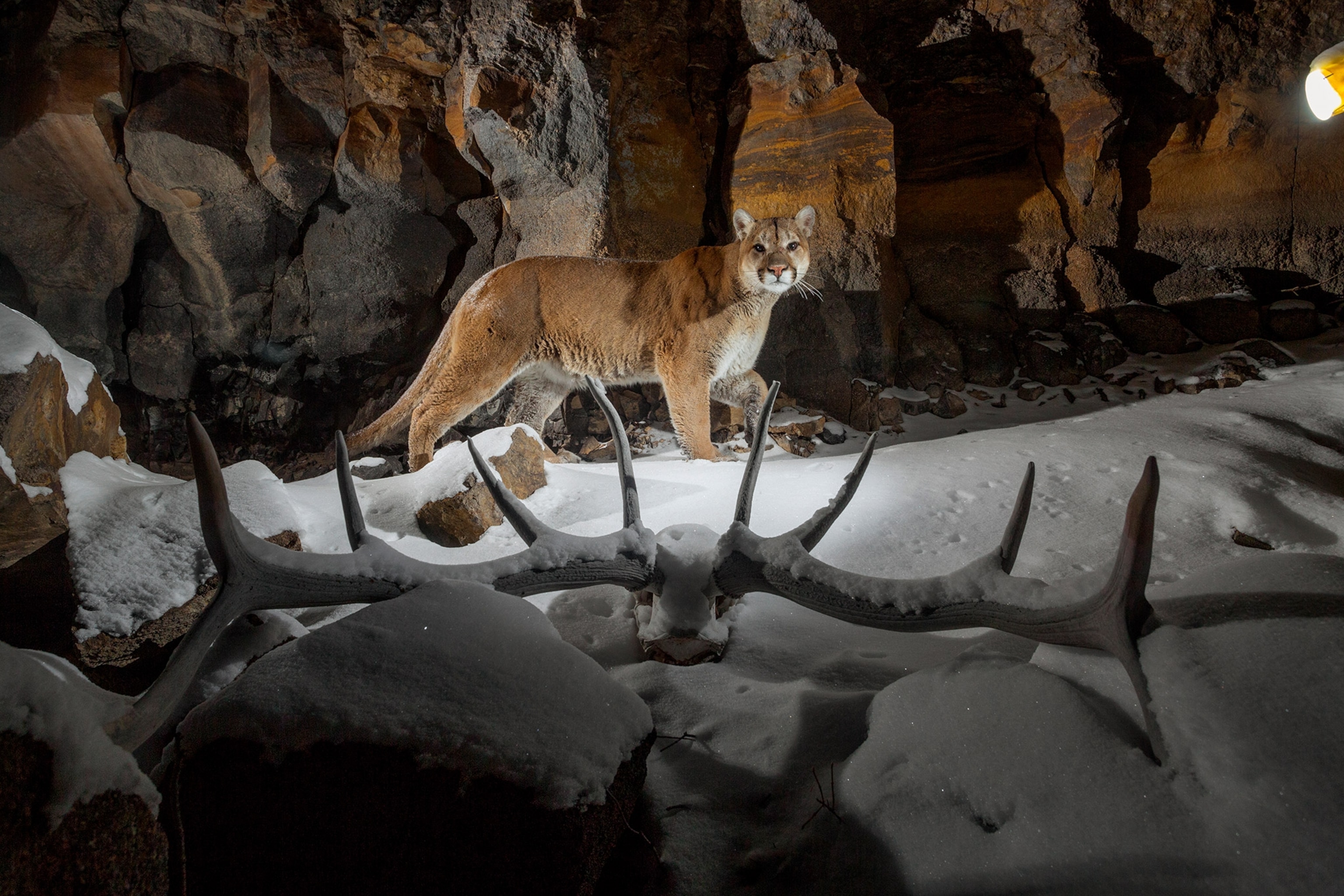 A remote camera captures a prowling cougar on Everett's Ridge in Yellowstone National Park.