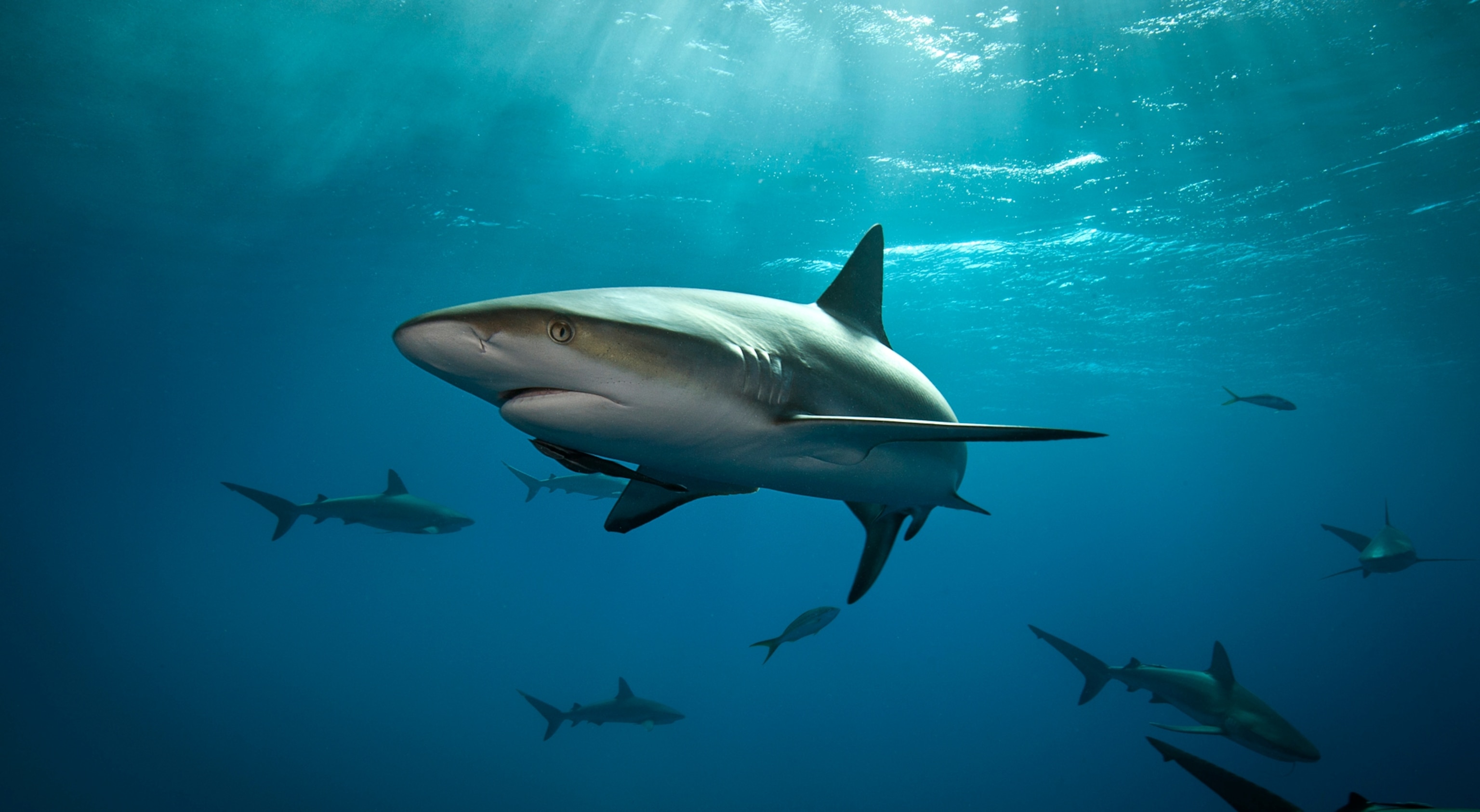 Caribbean Reef Shark at Tiger Beach in the Bahamas