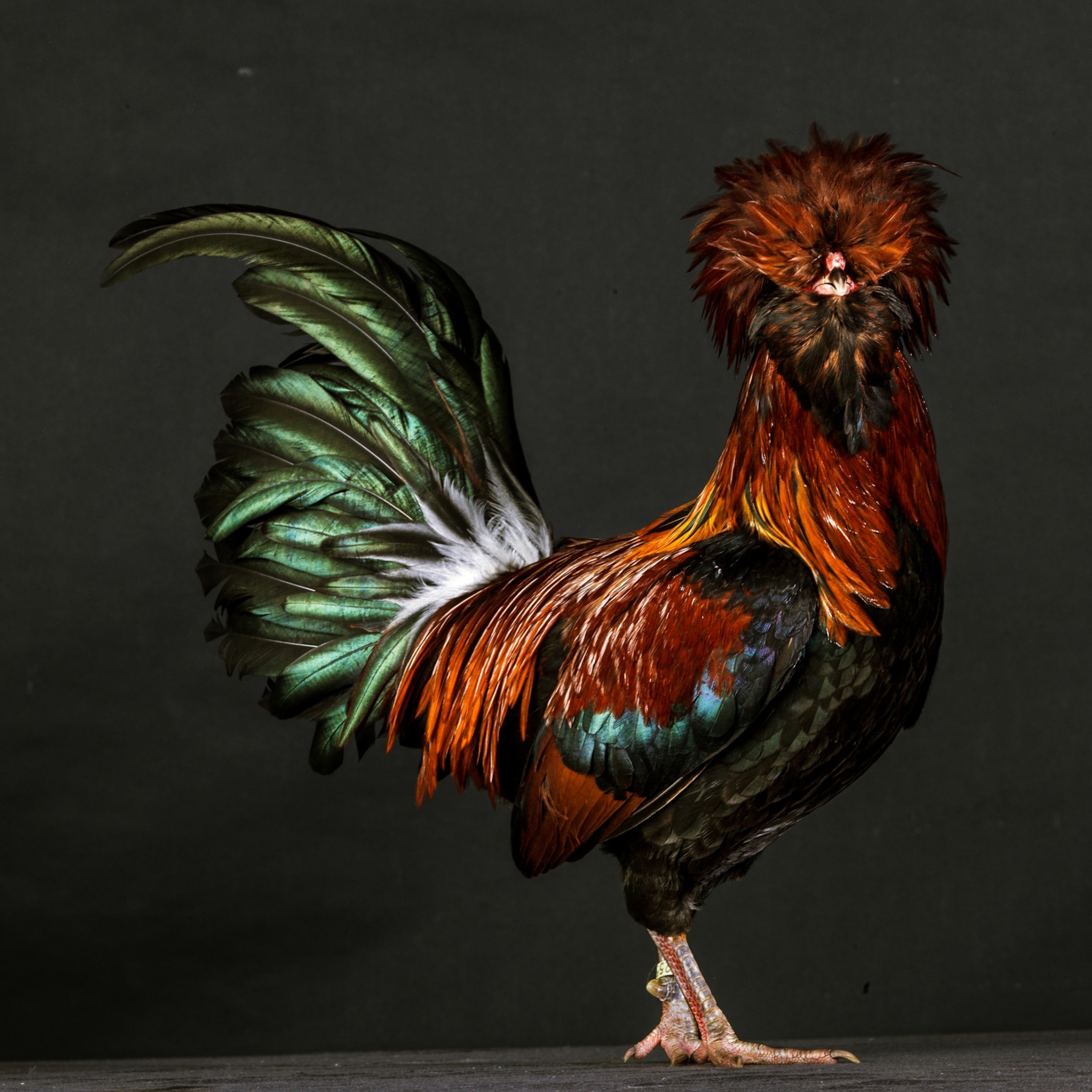 Picture of rooster with iridescent green tail.