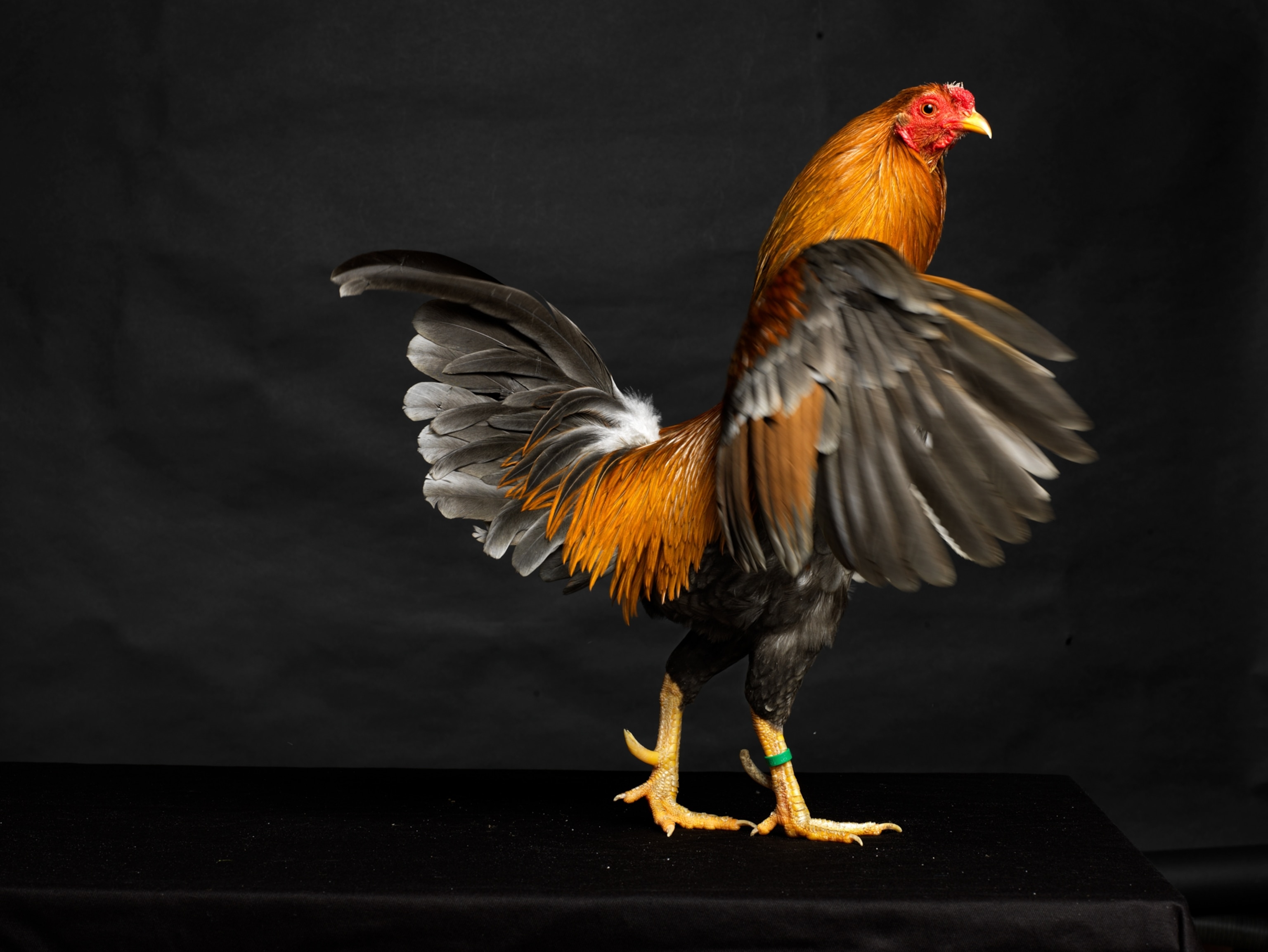 Picture of slim bird with wings opened and down.