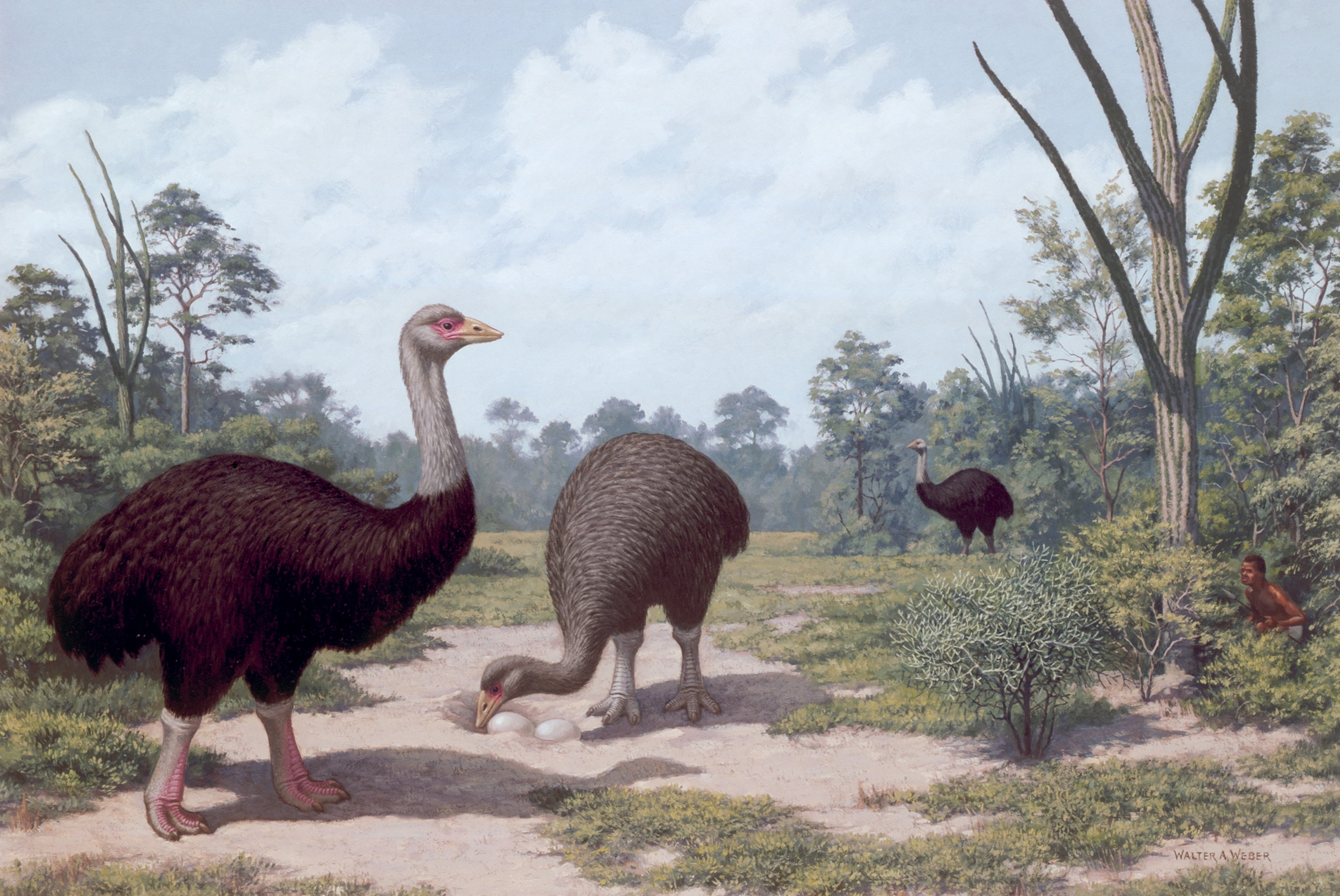 A hunter looks on the huge male elephant bird guarding its mate.