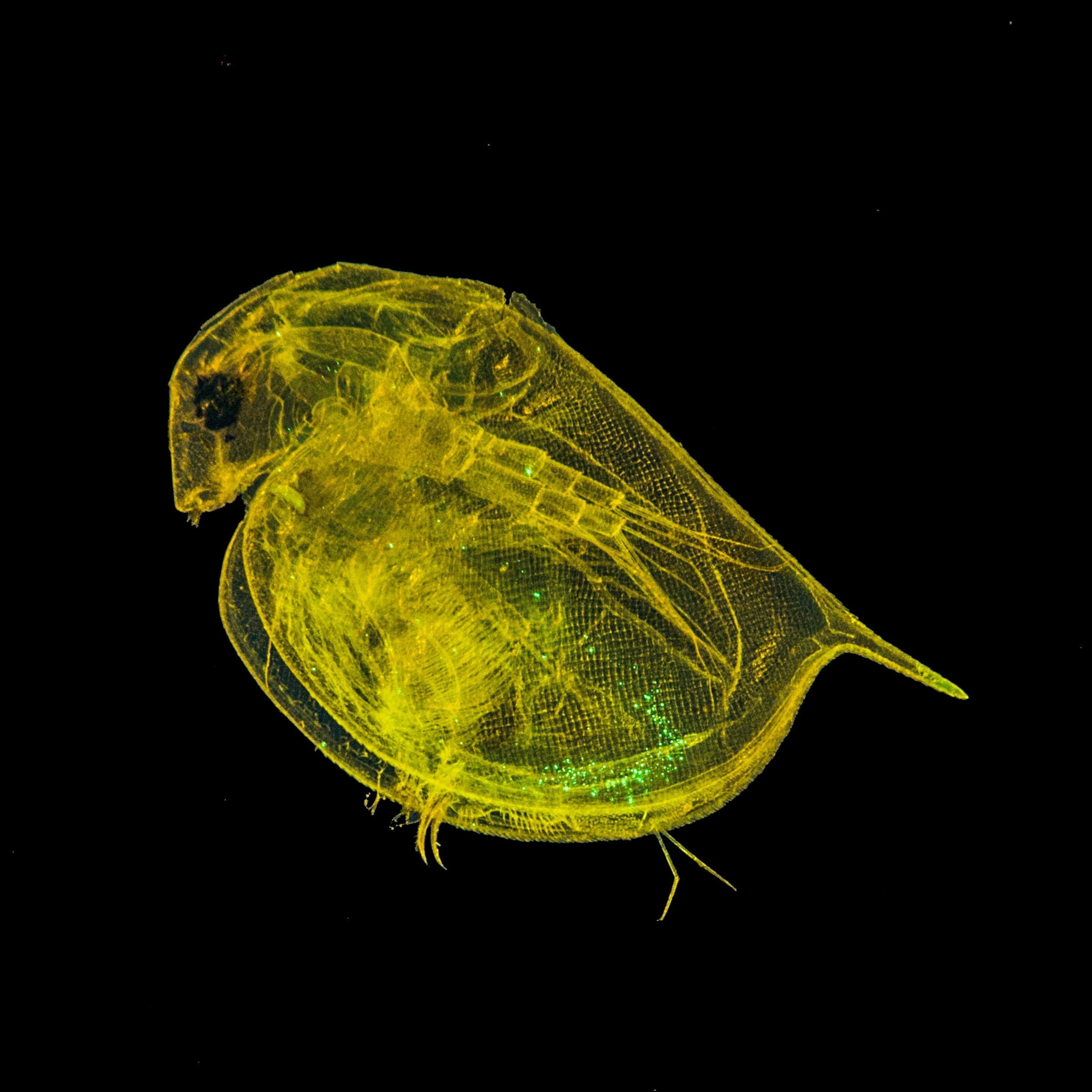 a yellow luminescent water flea with bright green glowing spots seen in it's stomach
