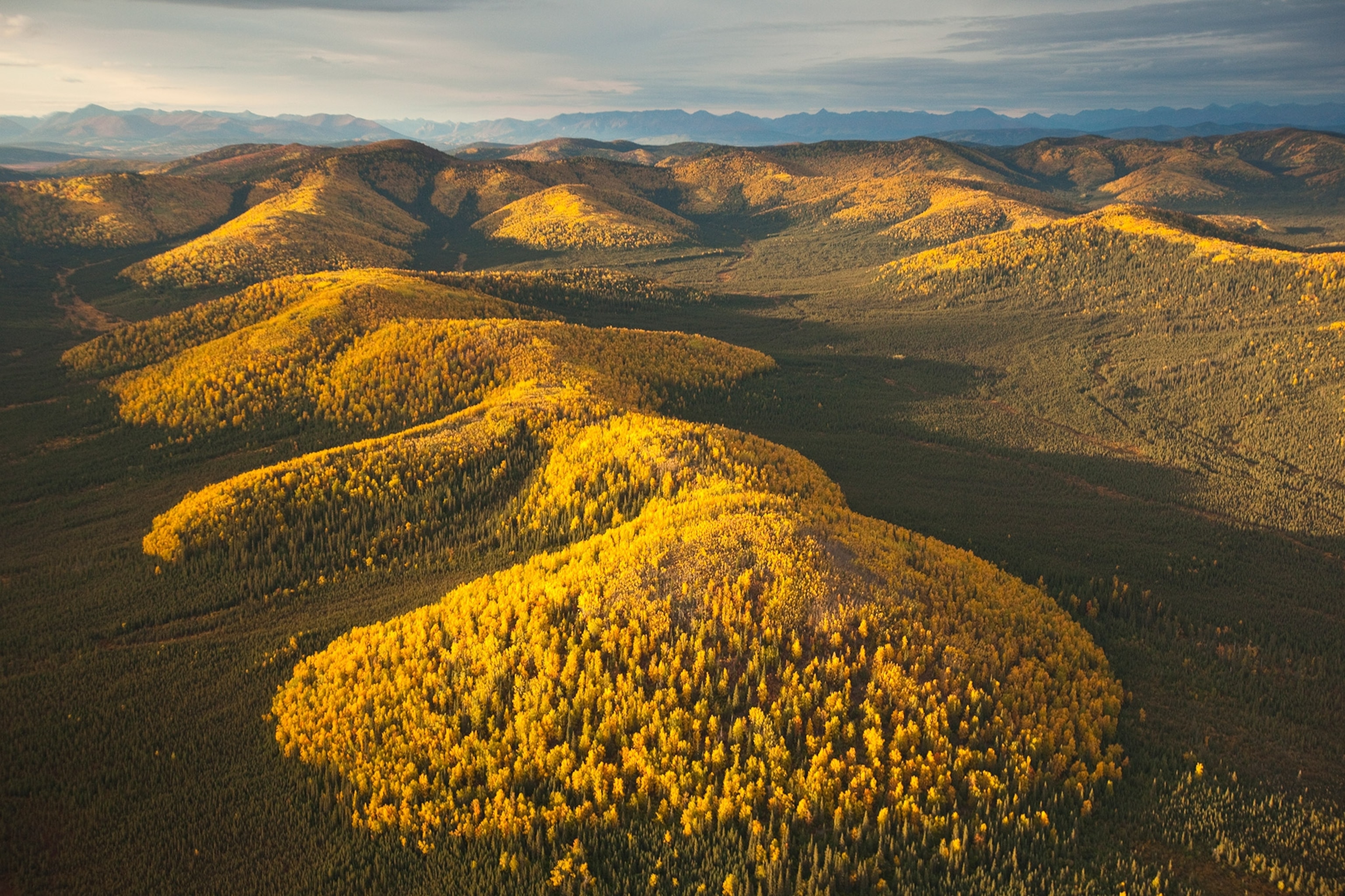 Poplars and tundra in fall colors in Gates of the Arctic National Park in Alaska