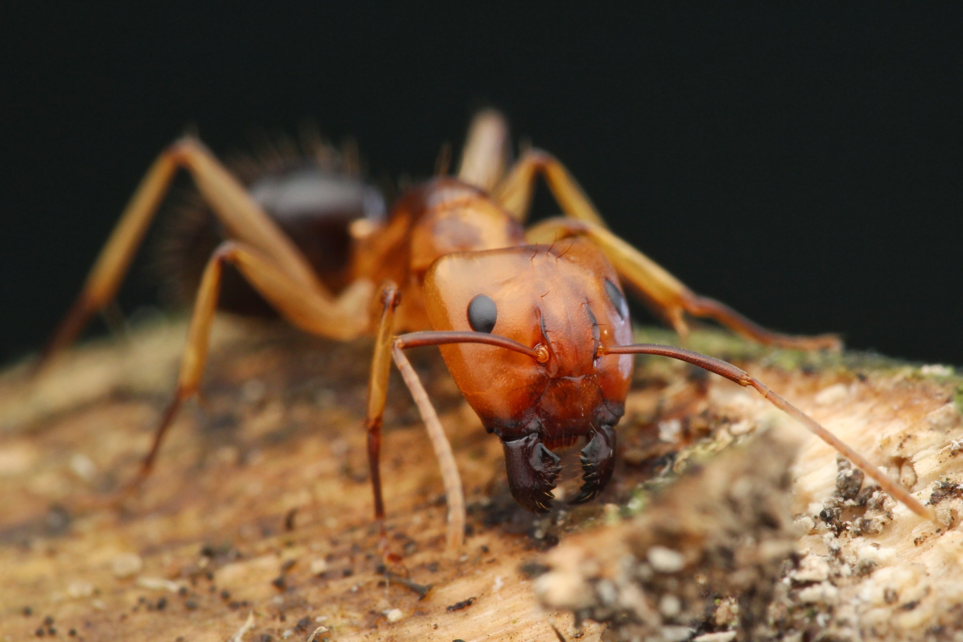 Close up of Florida Carpenter Ant
