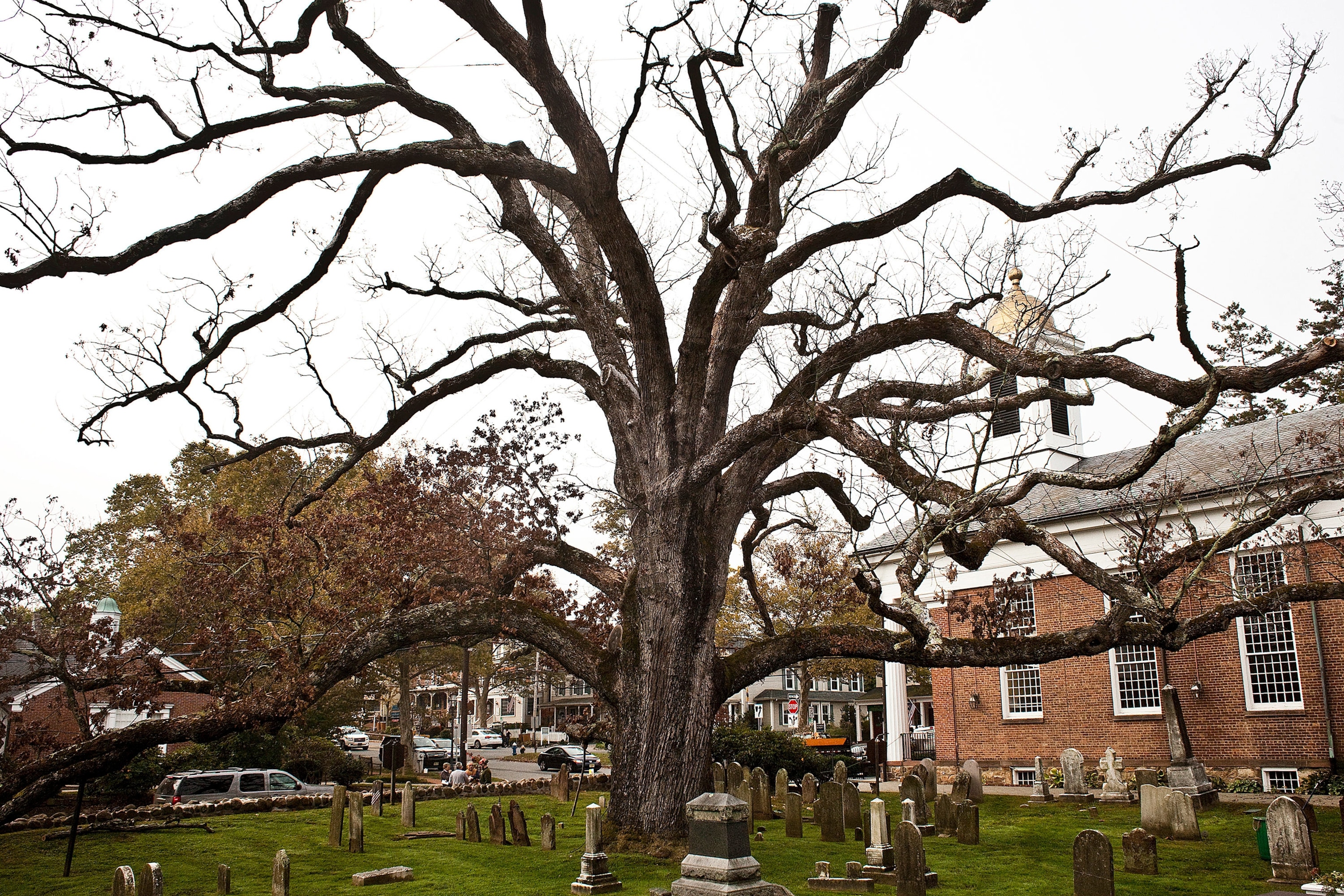 the 600-year-old oak tree in Basking Ridge, New Jersey