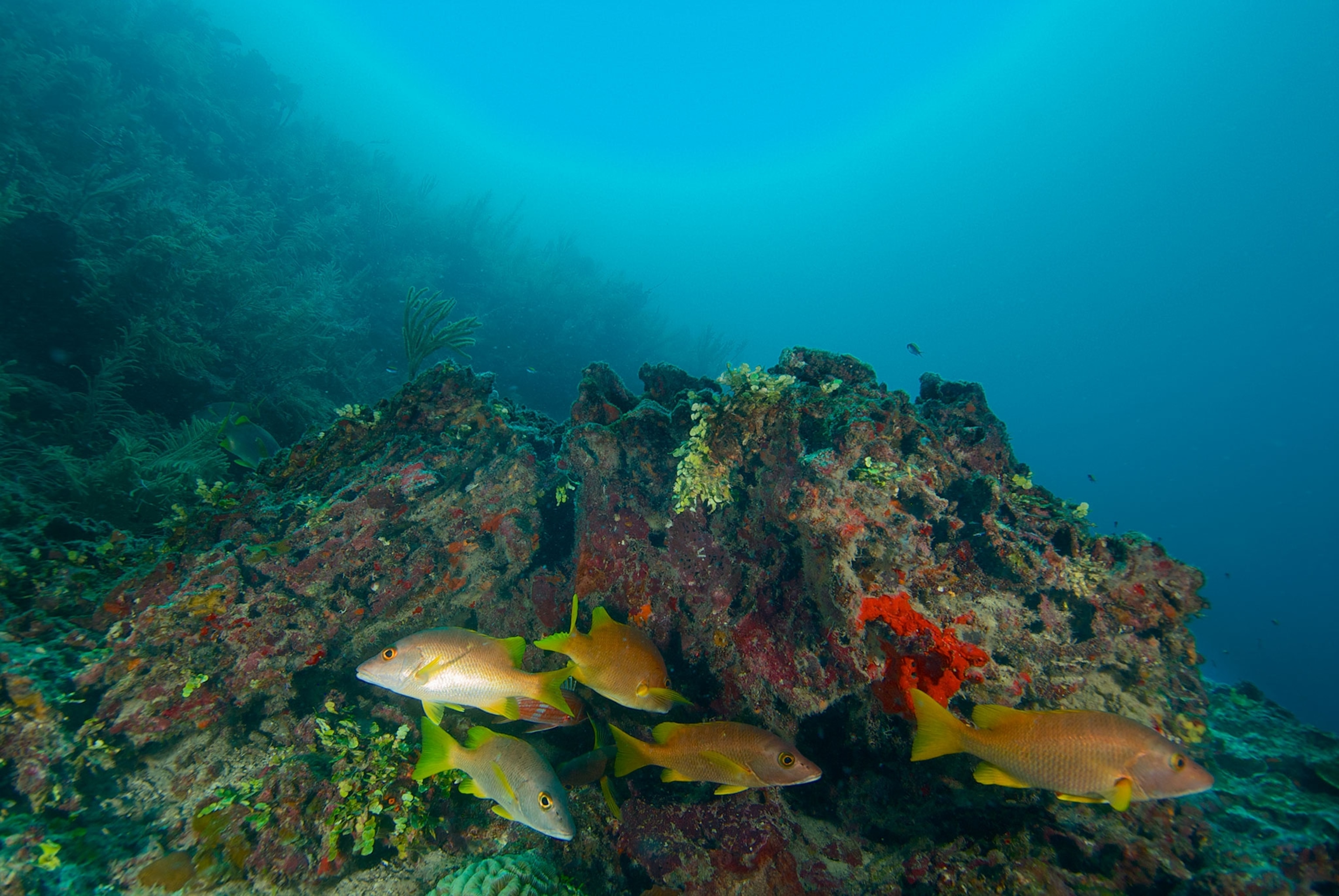 Belize Barrier Reef
