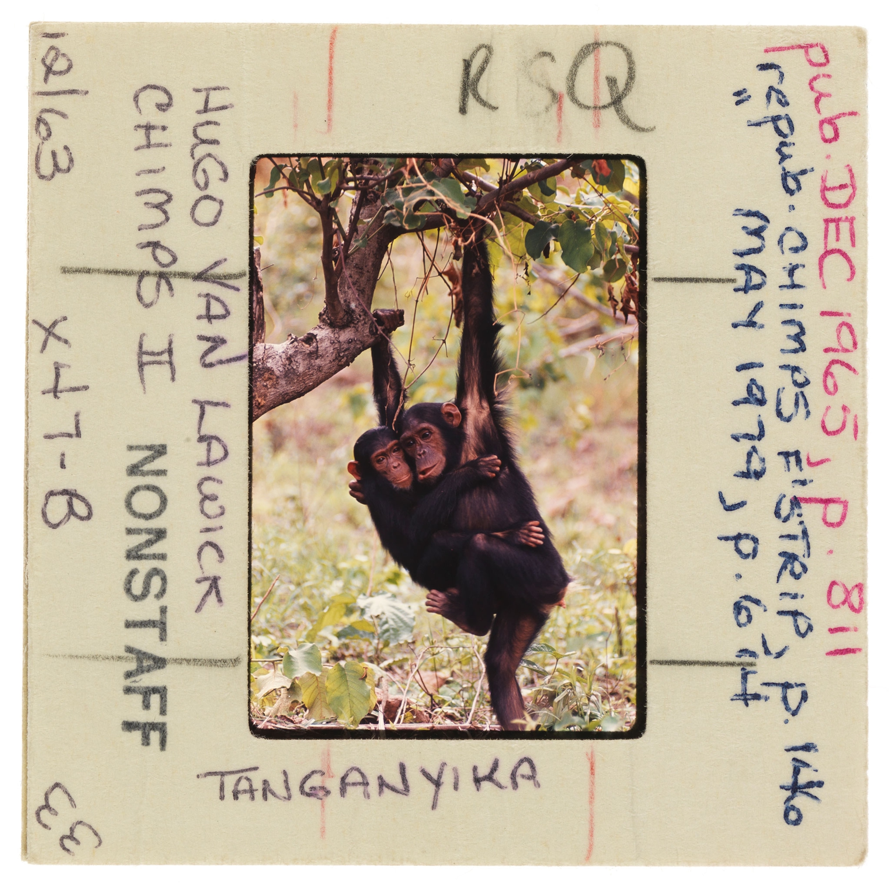 two chimpanzees embrace while hanging from a tree