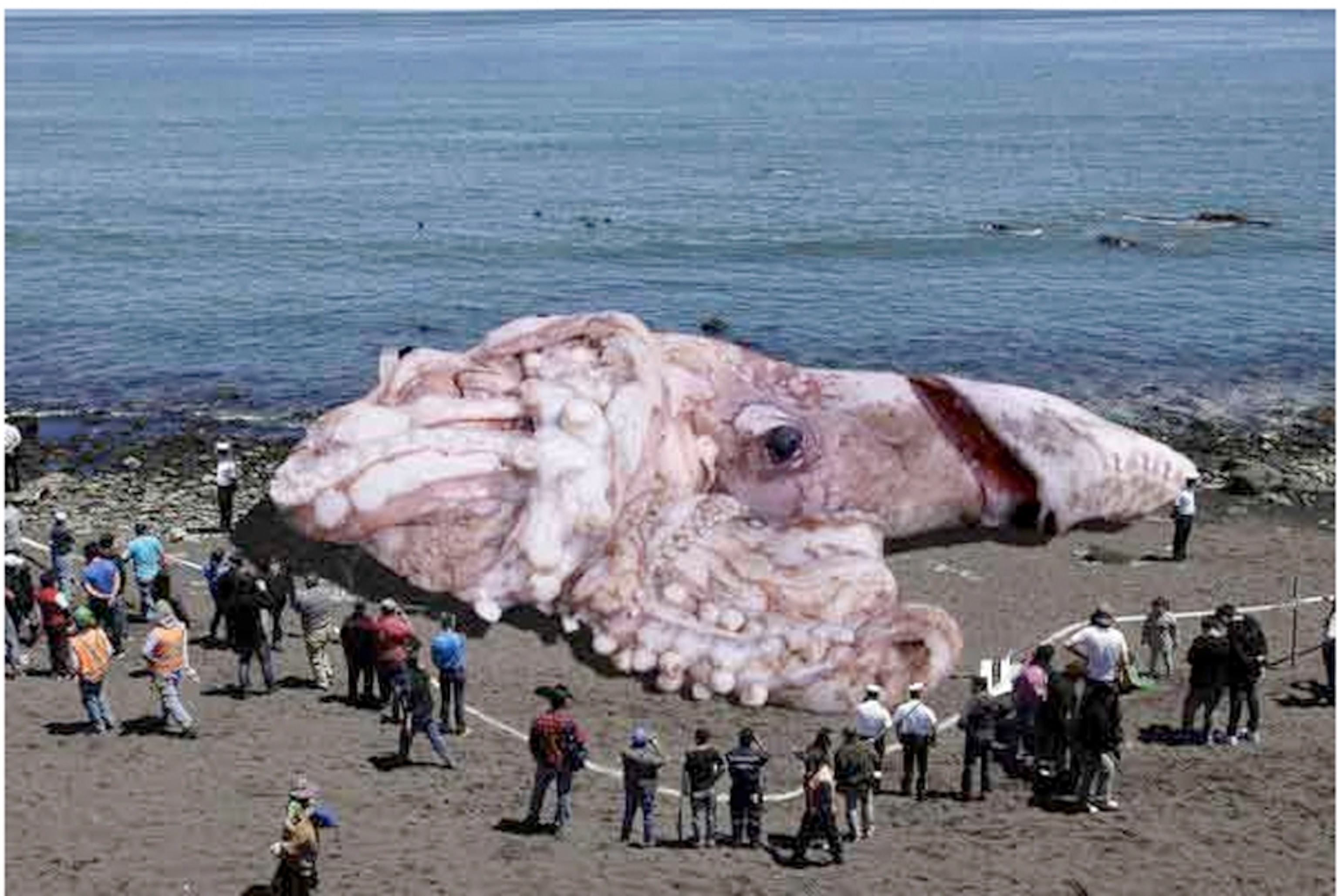 Faked photo of a giant squid found in California.