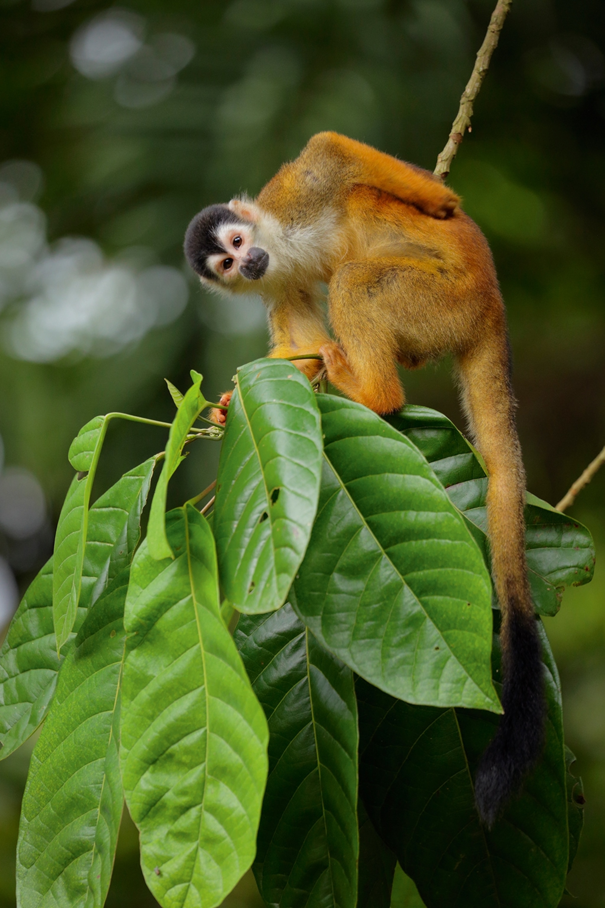 An orange coloured squirrel monkey up a tree looking directly at the camera.