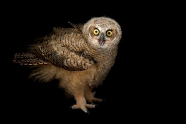 a great horned owl