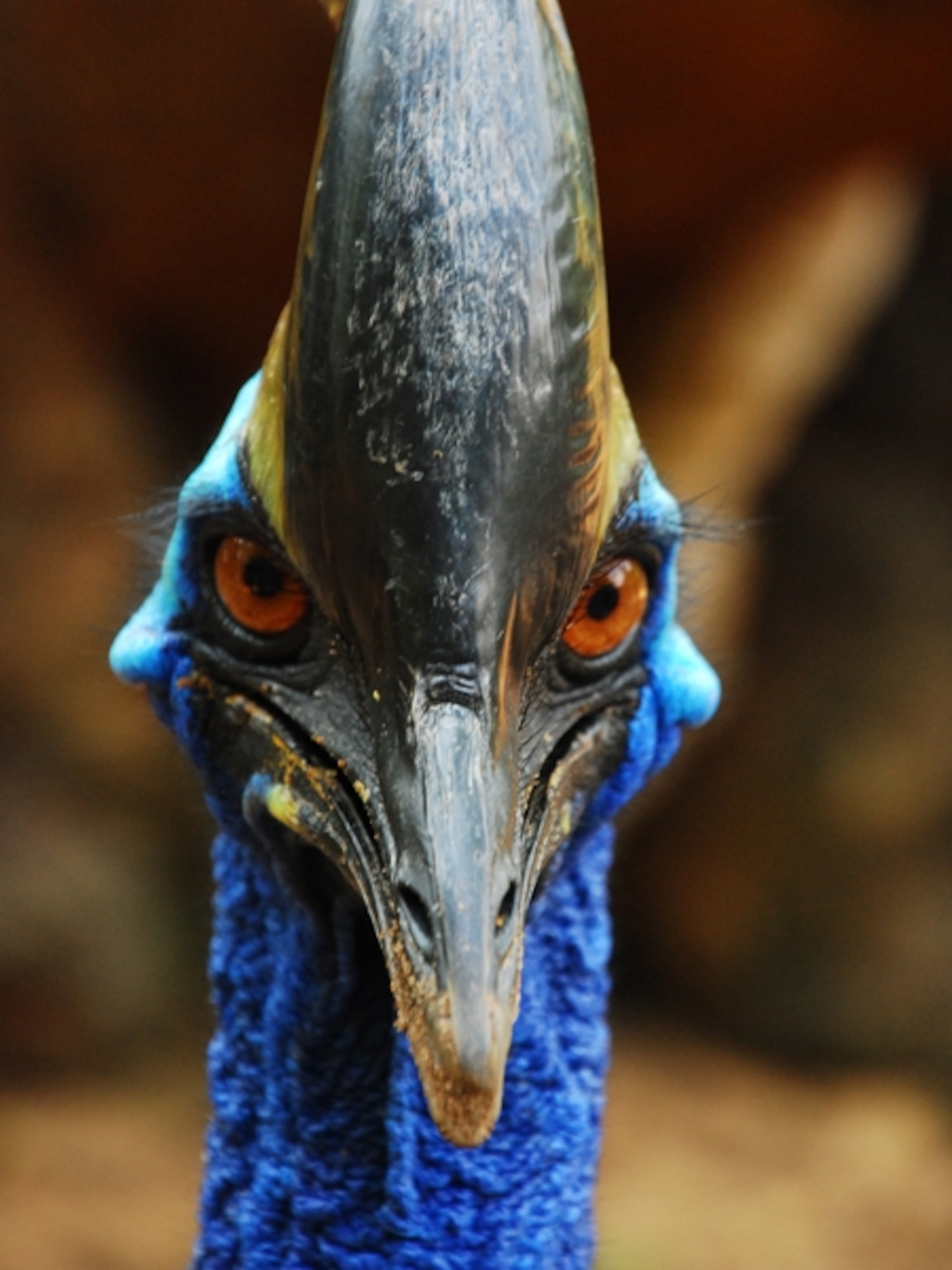 a fierce-looking cassowary stares directly at the camera