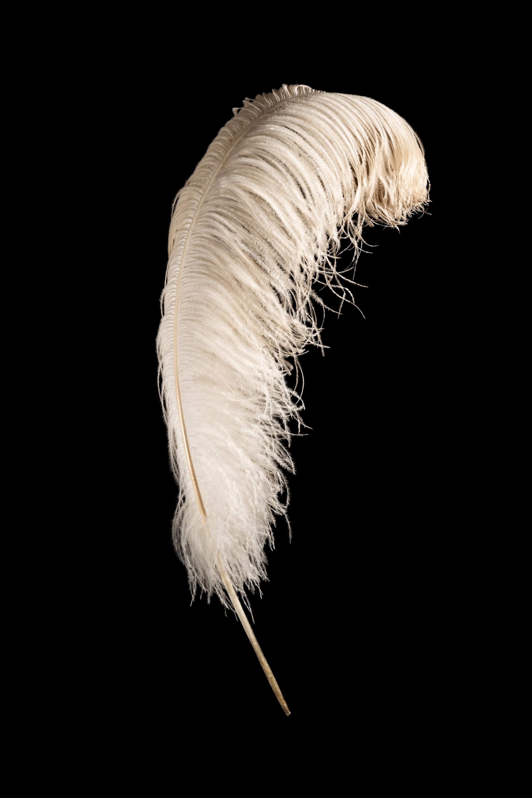 Fluffy feather.