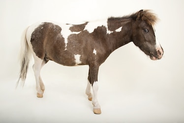 a horse