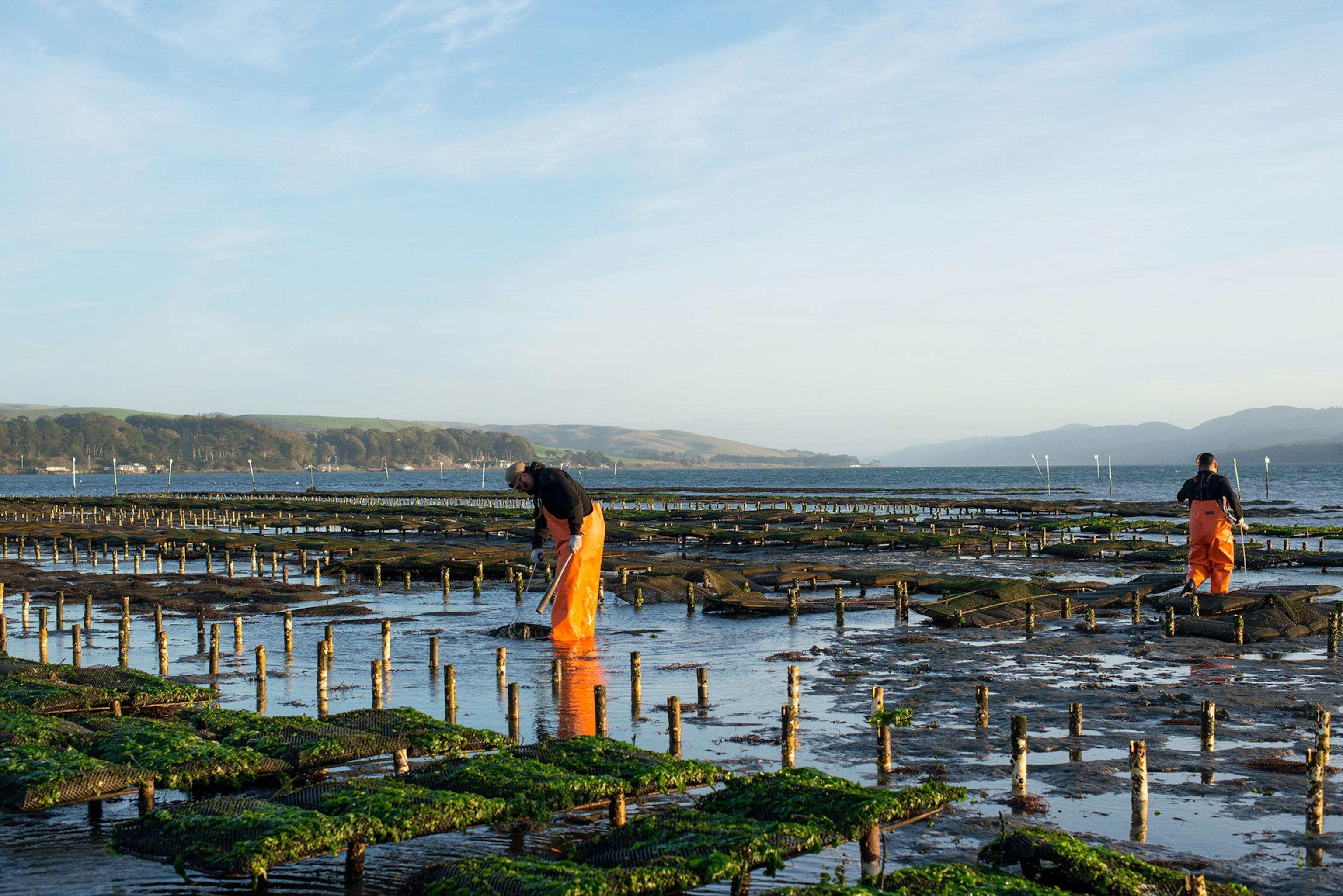 Two men, wearing bright orange wadder, overalls, walk among green fields of oysters in a bay, half submerged in water.