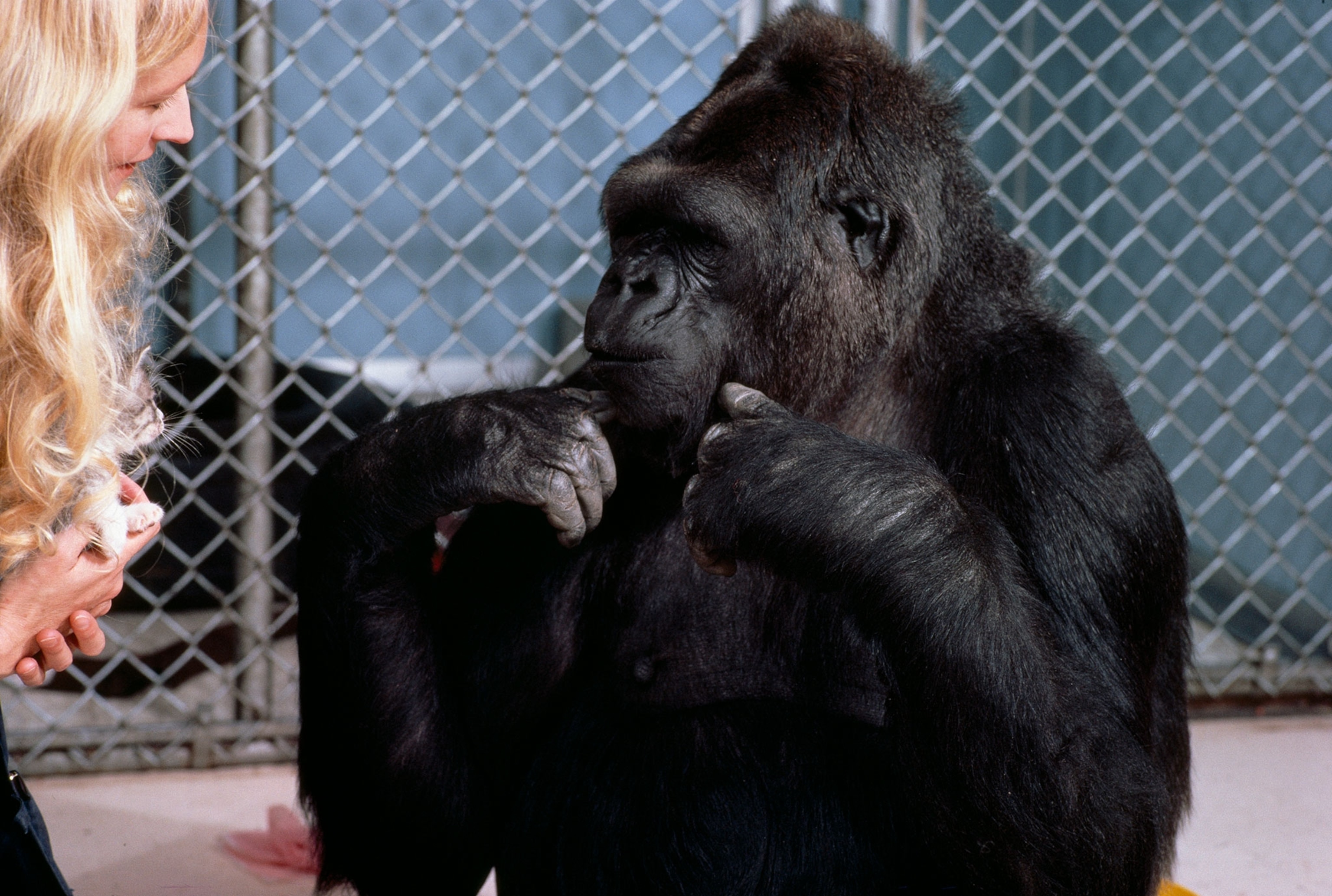 Koko the gorilla