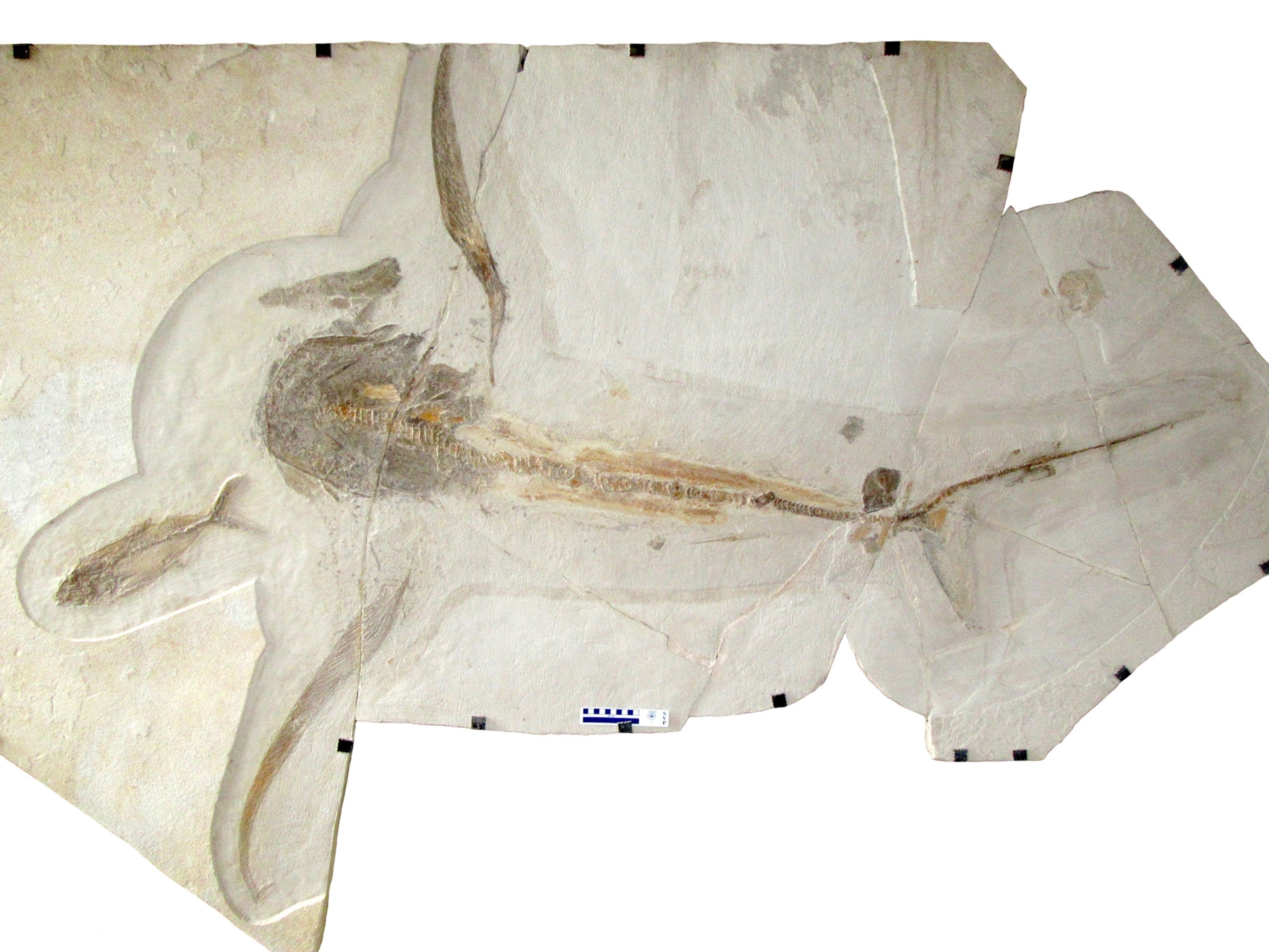 Aquilolamna milarcae
