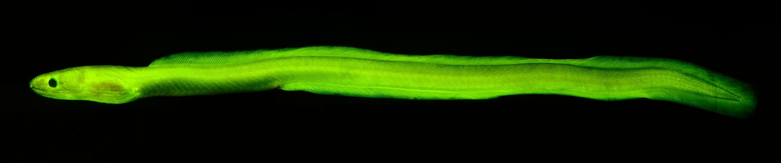 glowing fish