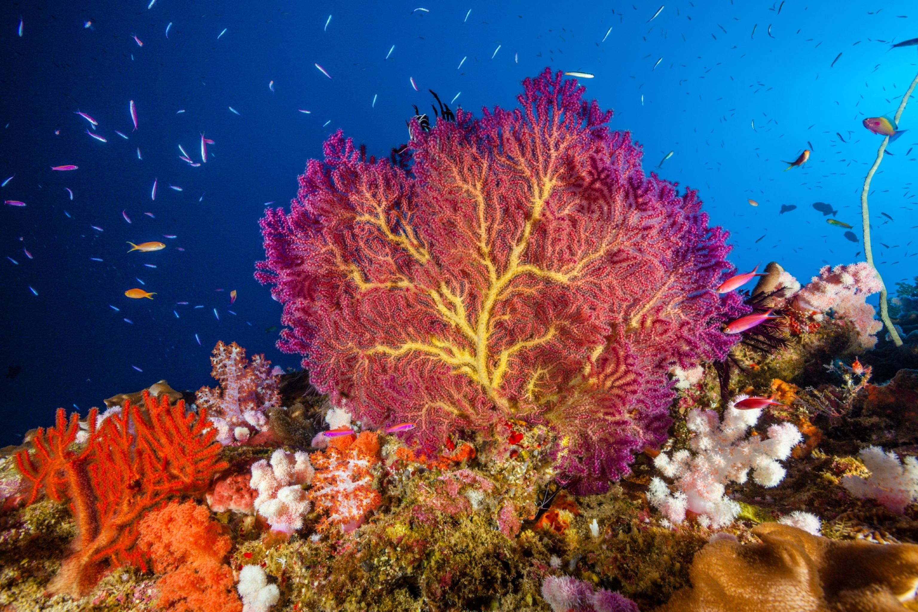 bright coral
