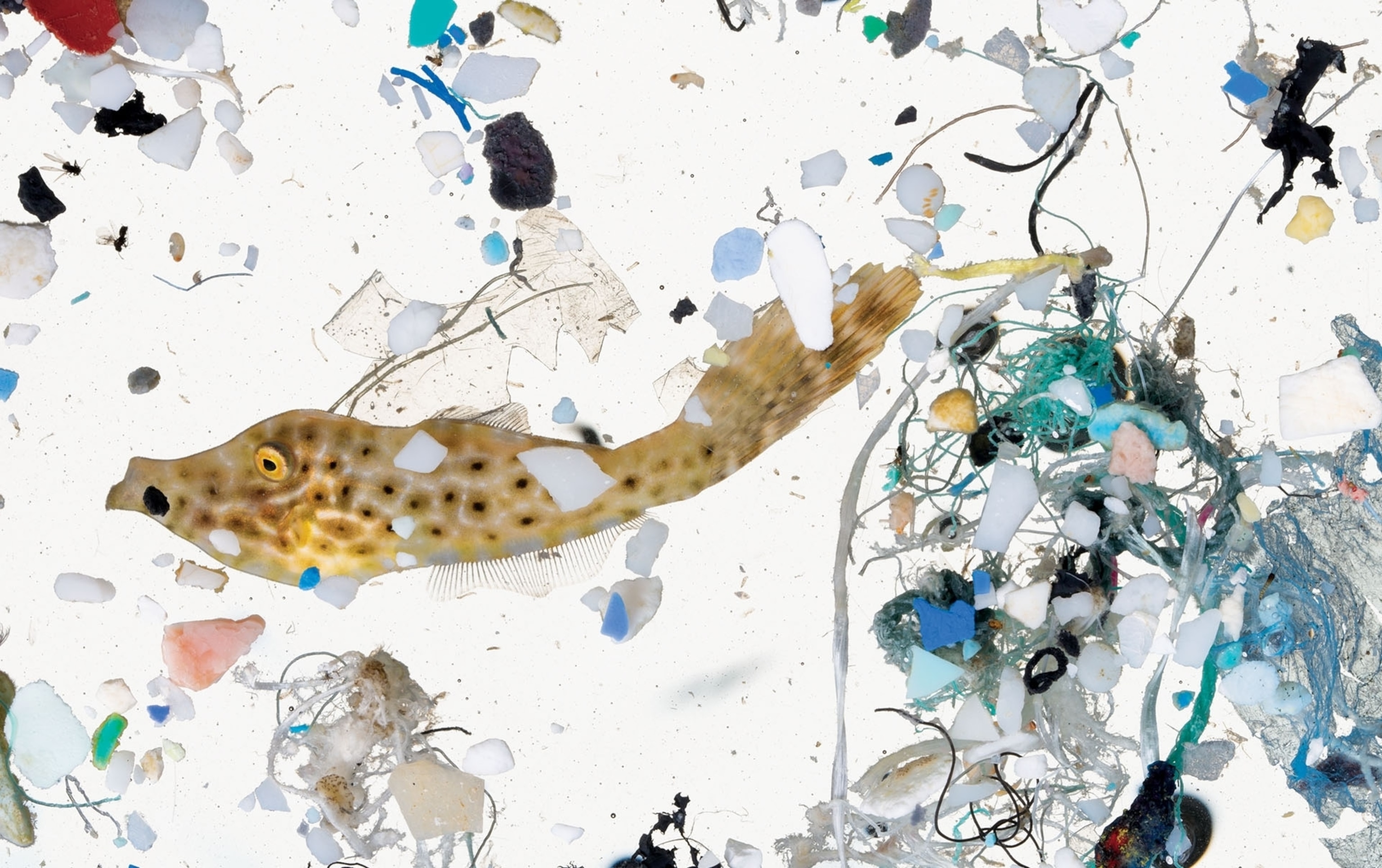 marine plastic debris on a white background