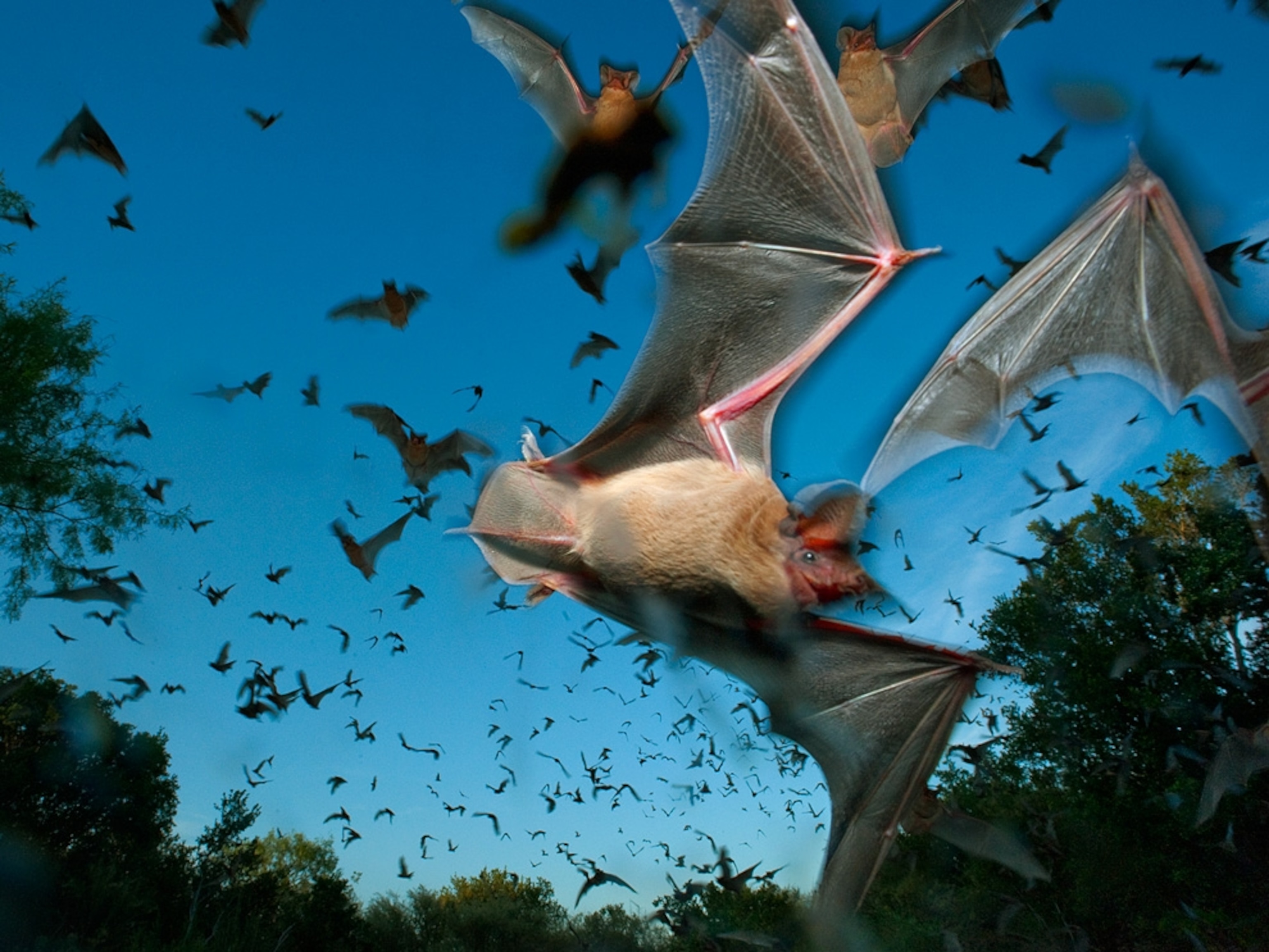 Bats flying out of a cave