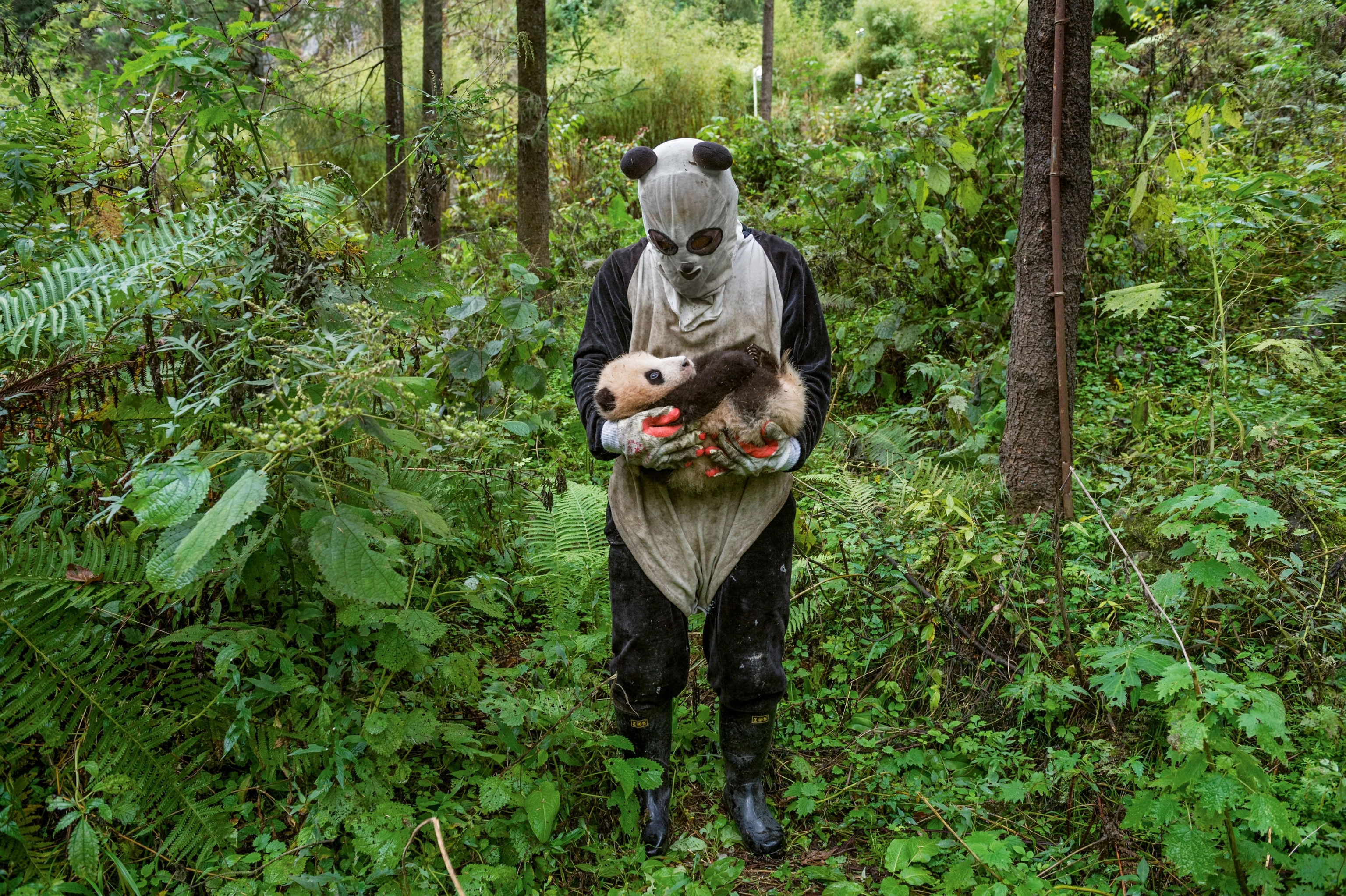 a panda keeper cradling a panda cub at Wolong Nature Reserve